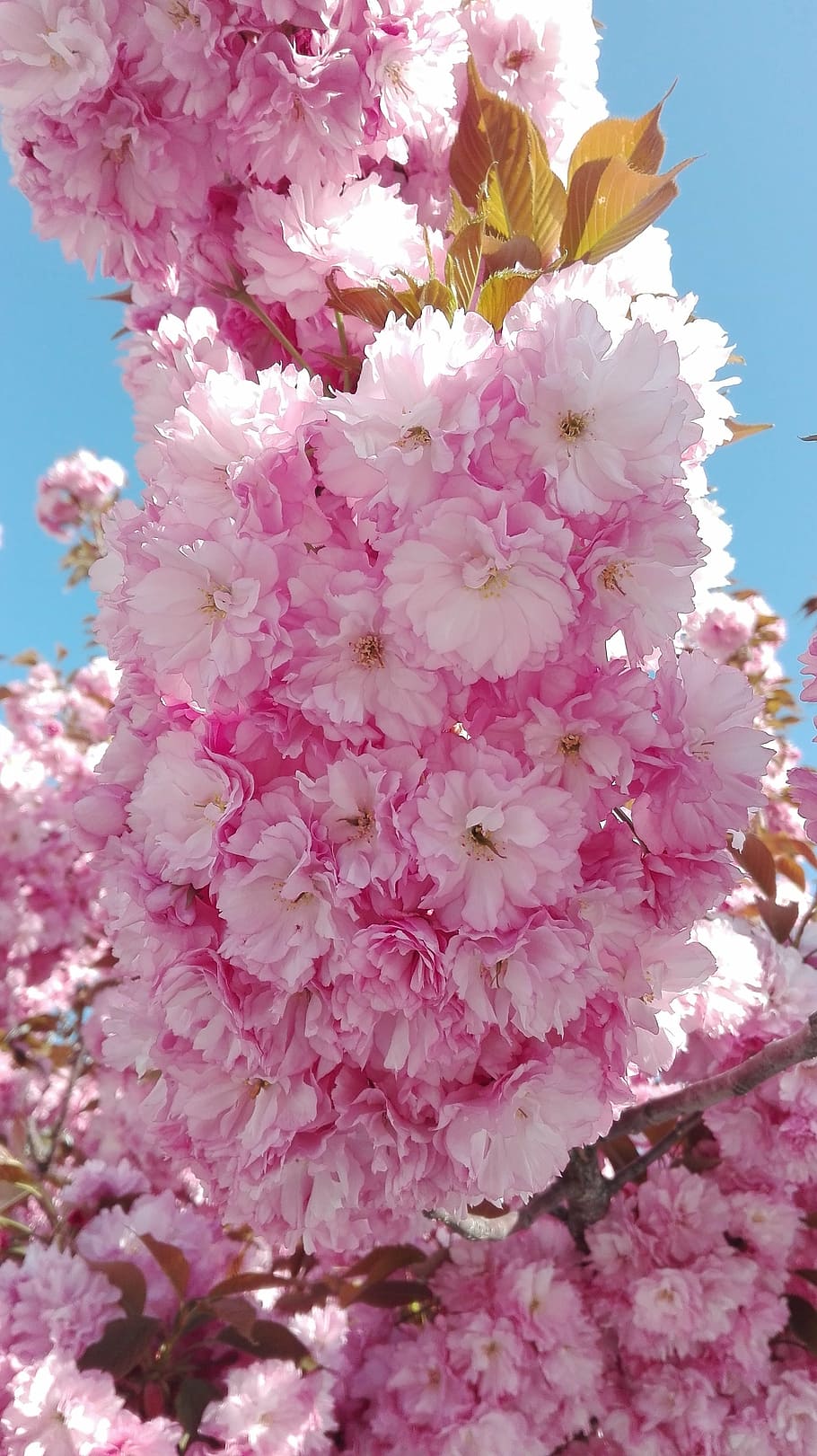 910x1621 HD wallpaper: cherry blossom, yantai, flower, late spring, pink flower, china