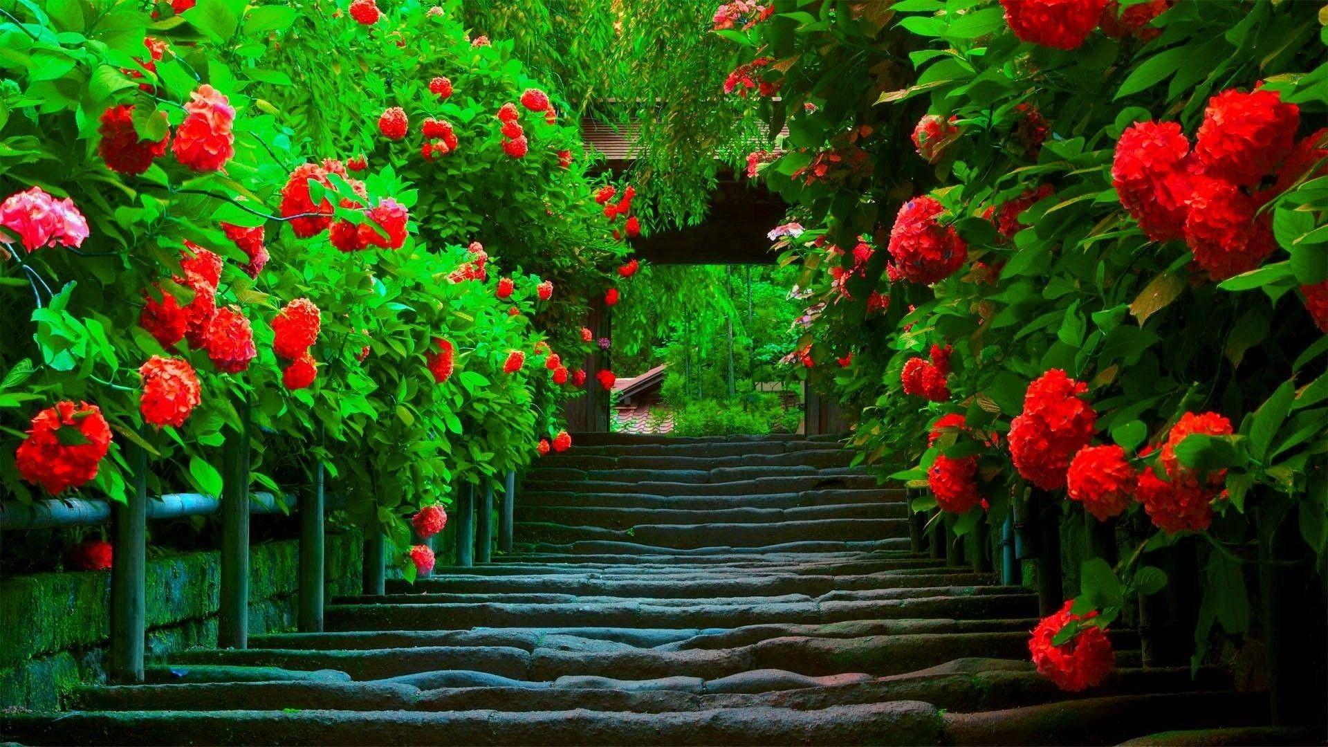 1920x1080 Red Nature Wallpaper