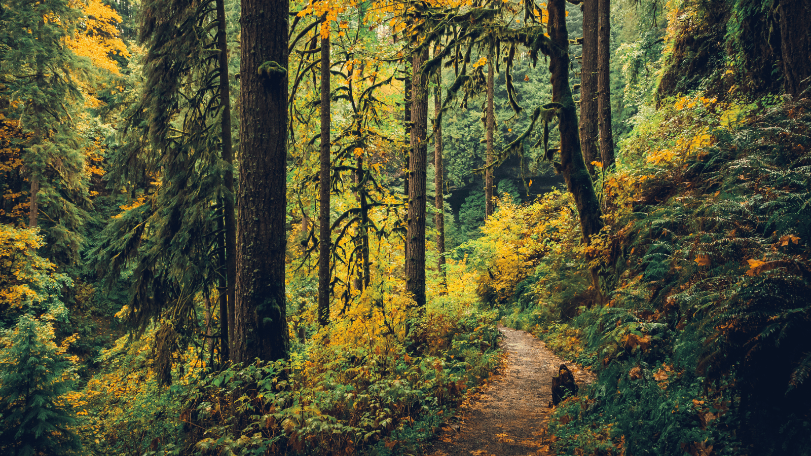 1600x900 State park spotlight: Silver Falls State Park