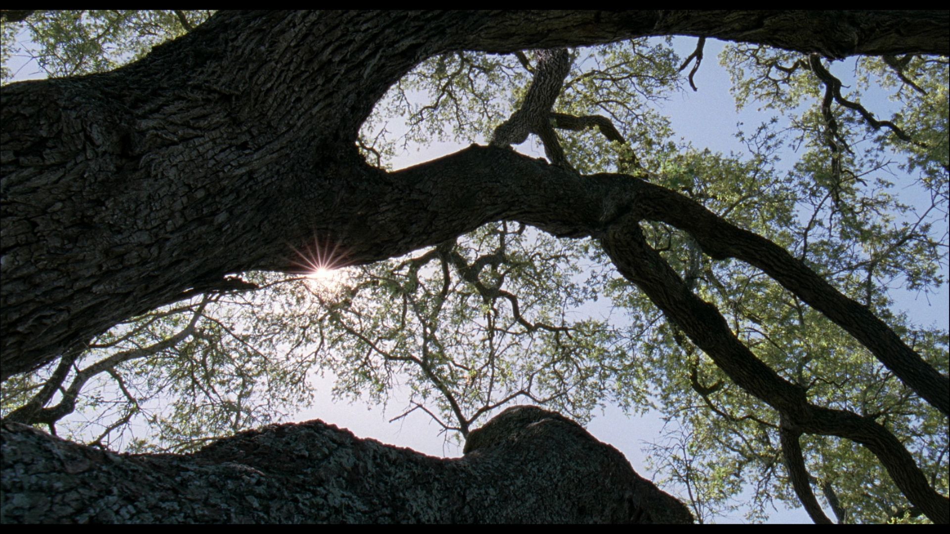 1920x1080 The Tree Of Life Blu Ray