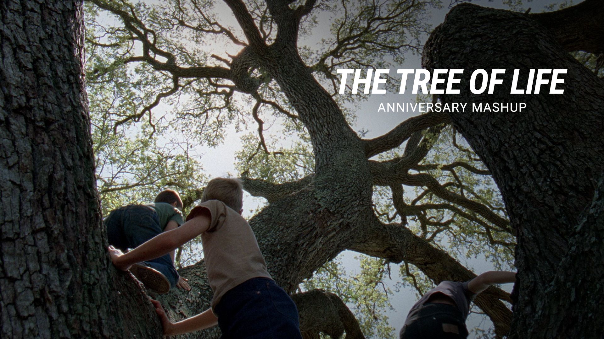 1920x1080 The Tree of Life - 'The Tree of Life'