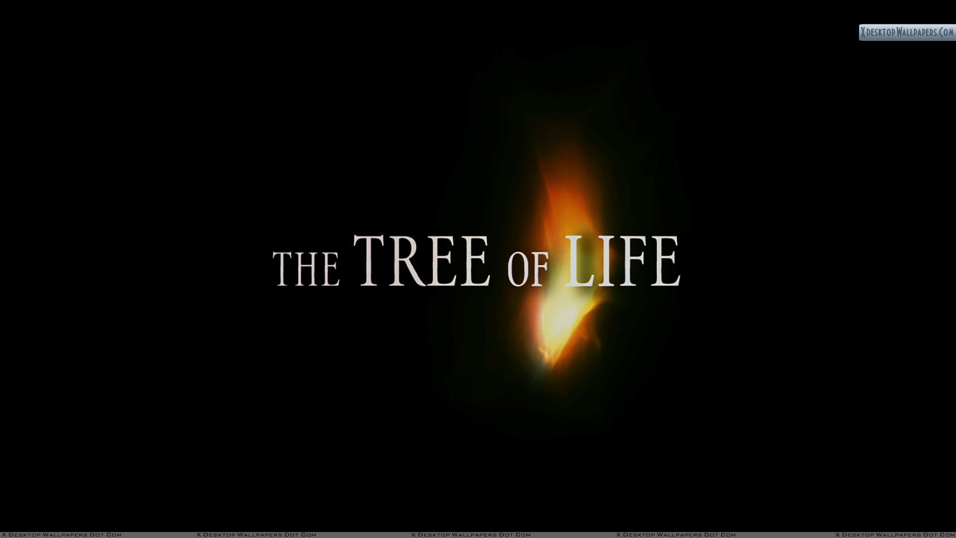 1920x1080 Tree Of Life Desktop Wallpaper