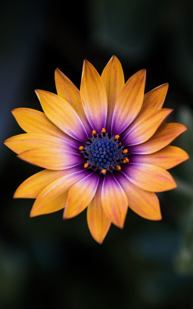 736x1177 Bright Orange Purple Flower 8k Nexus Samsung Galaxy Tab Note Android Tablets , HD 4k Wallpaper, Image, Background, Photos and Picture