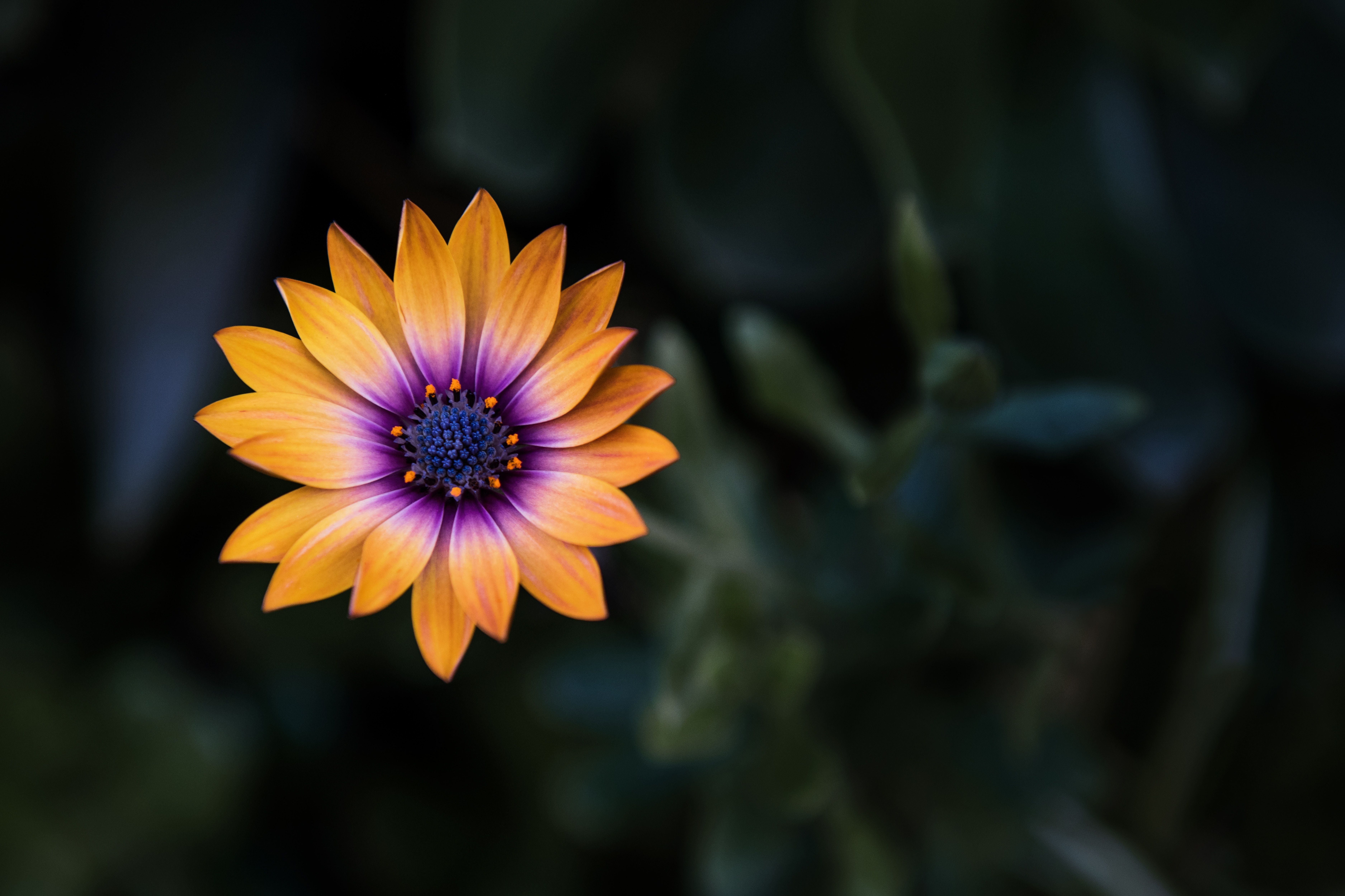 7500x4998 Bright Orange Purple Flower 8k Laptop Full HD 1080P , HD 4k Wallpaper, Image, Background, Photos and Picture