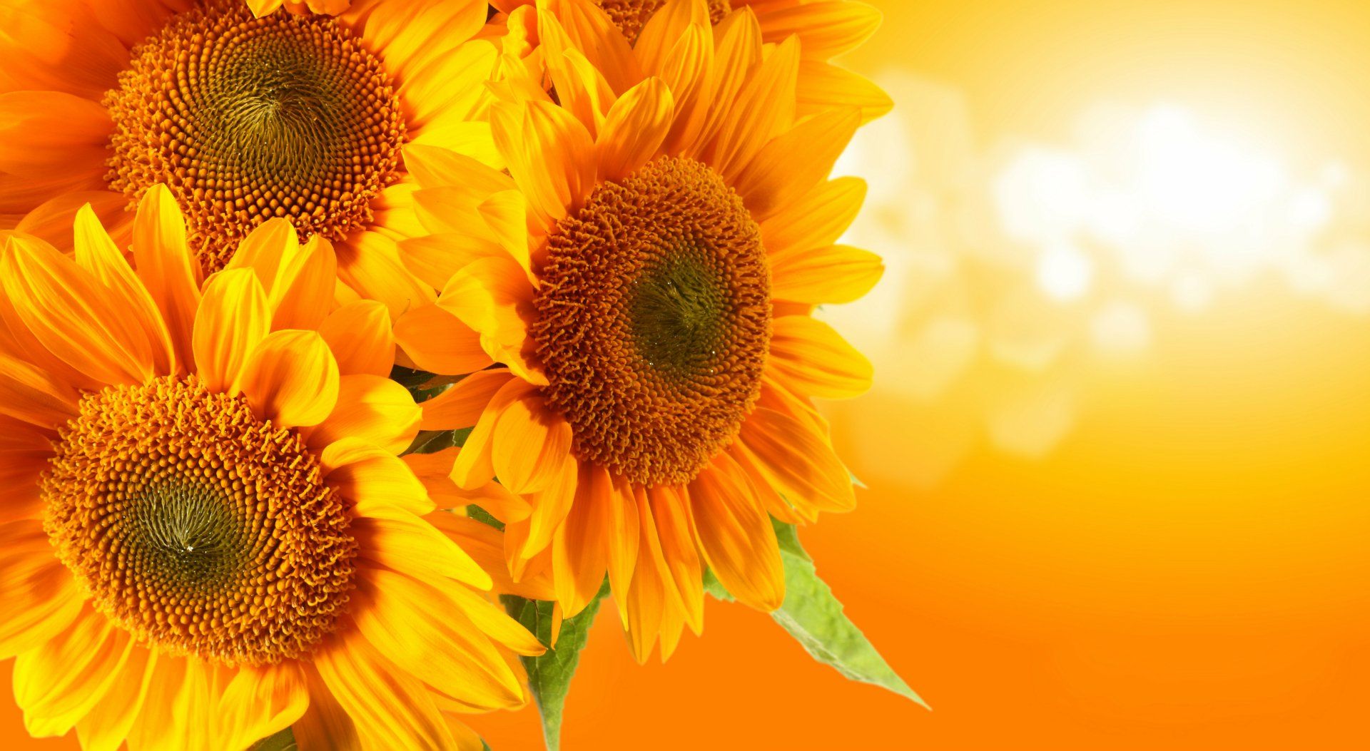 1920x1053 Sun Kissed Sunflowers: Stunning 8K Ultra HD Nature Blossom Wallpaperx4608