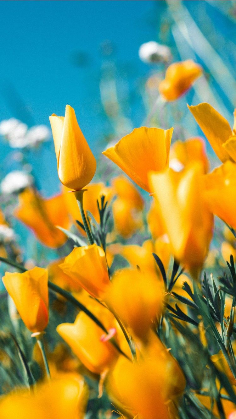 750x1334 Yellow Flower 4K 8K HD Wallpaper