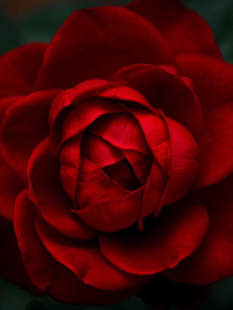 768x1024 Velvet Rose Wallpaper 4K, 8K, Rose Petals, Red Roses, 5K
