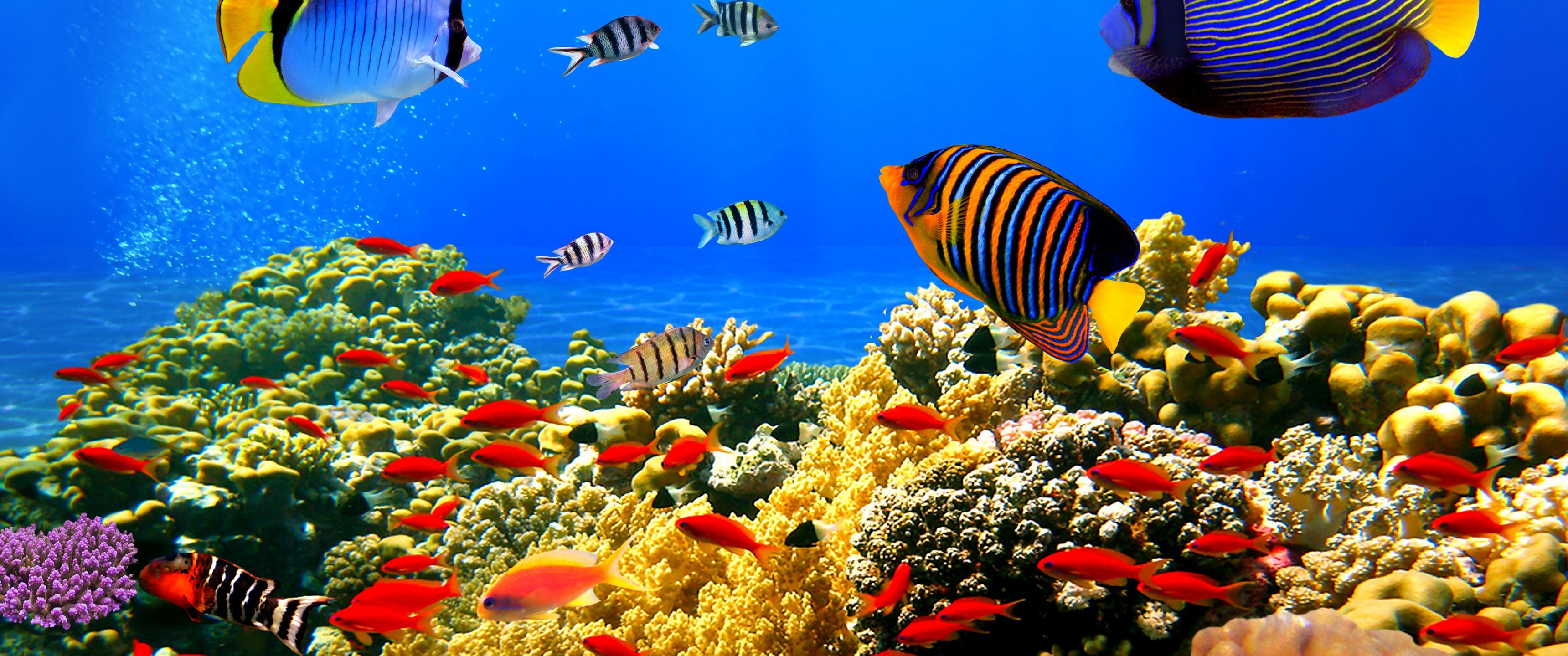 3440x1440 Download Ocean depths, Fish, Multicolored, Corals, Bubbles, Ocean Wallpaper in 3440x1440 Resolution