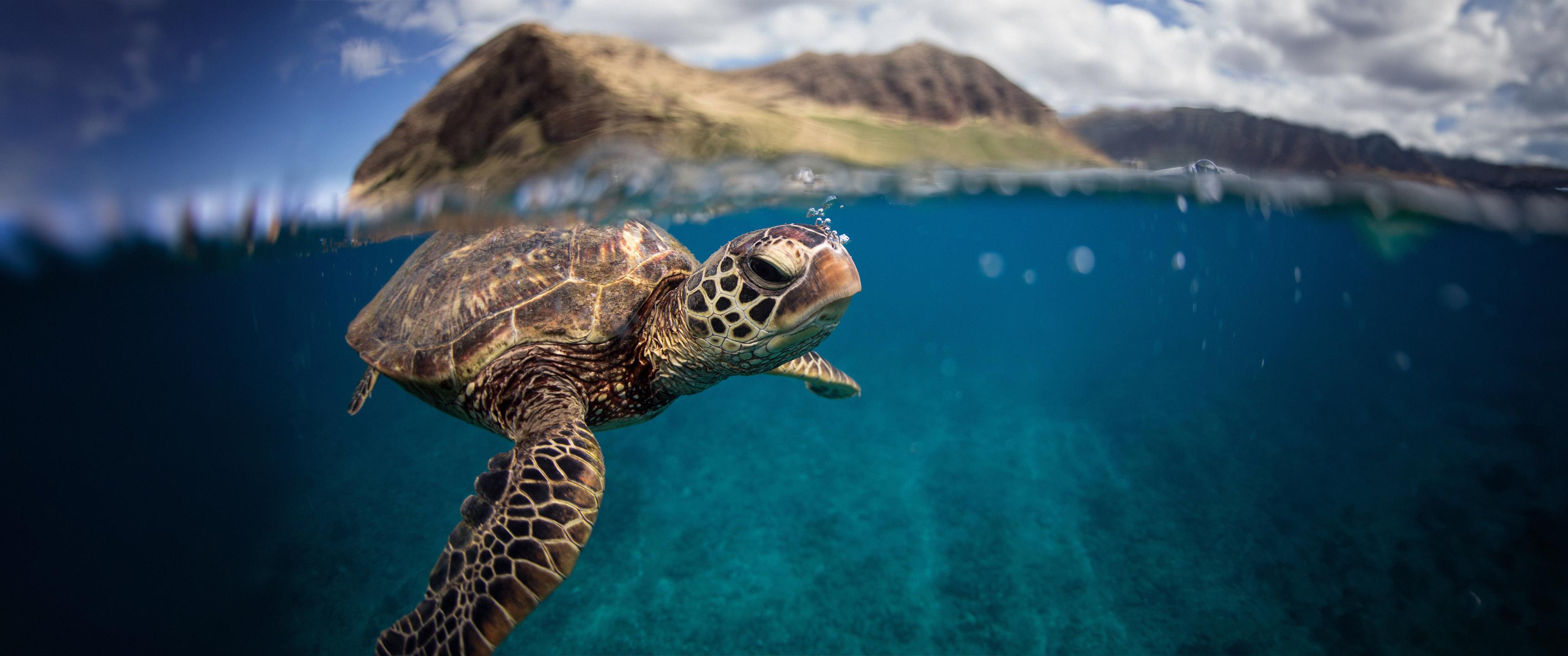 3440x1440 Green sea turtle [3440x1440]