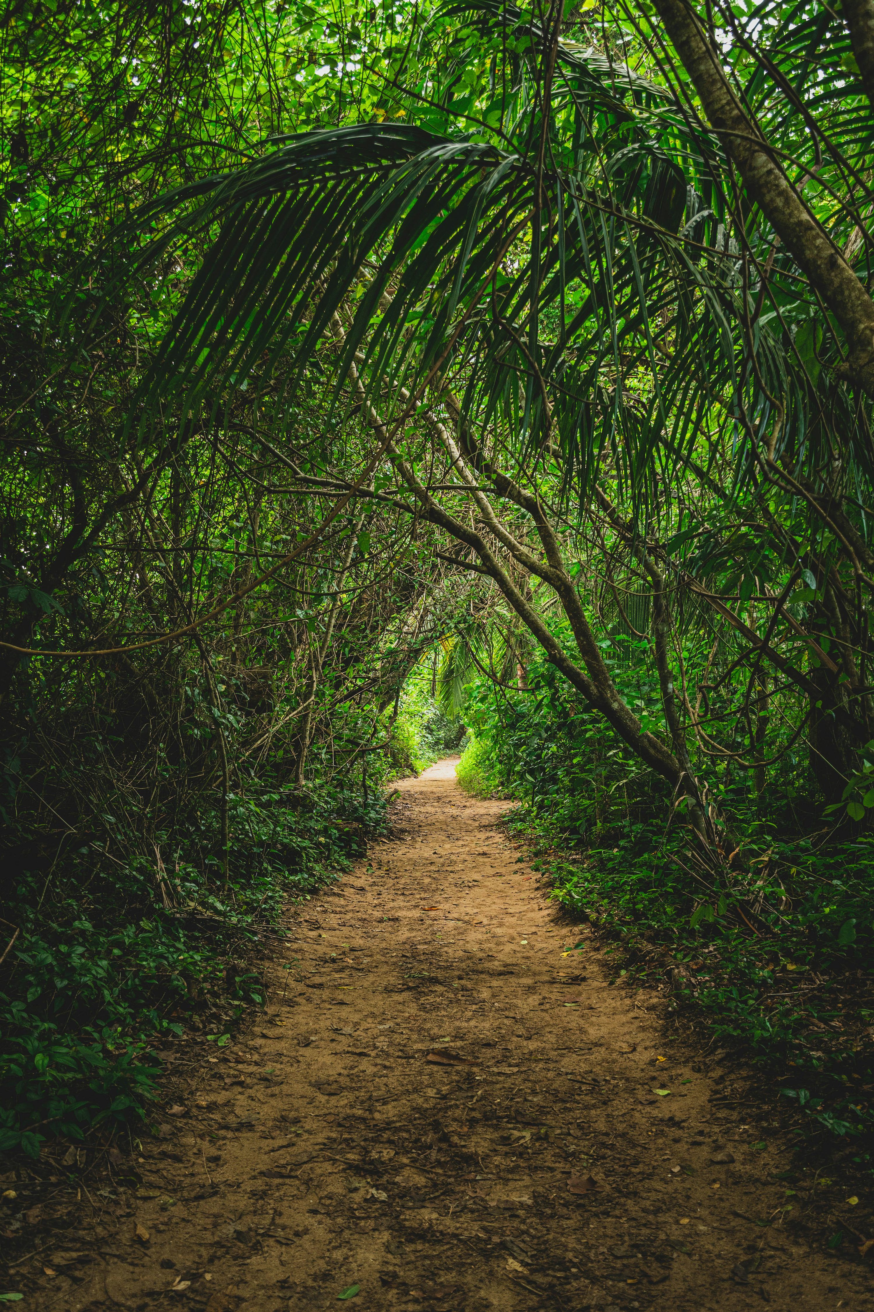 3000x4500 1K+ Jungle Road Picture. Download Free Image