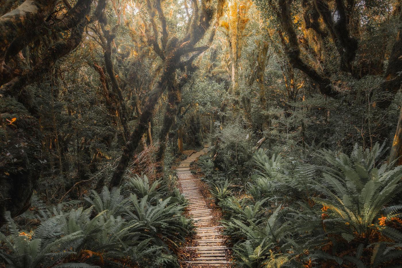 1400x933 Jungle Path 2 Wall Mural