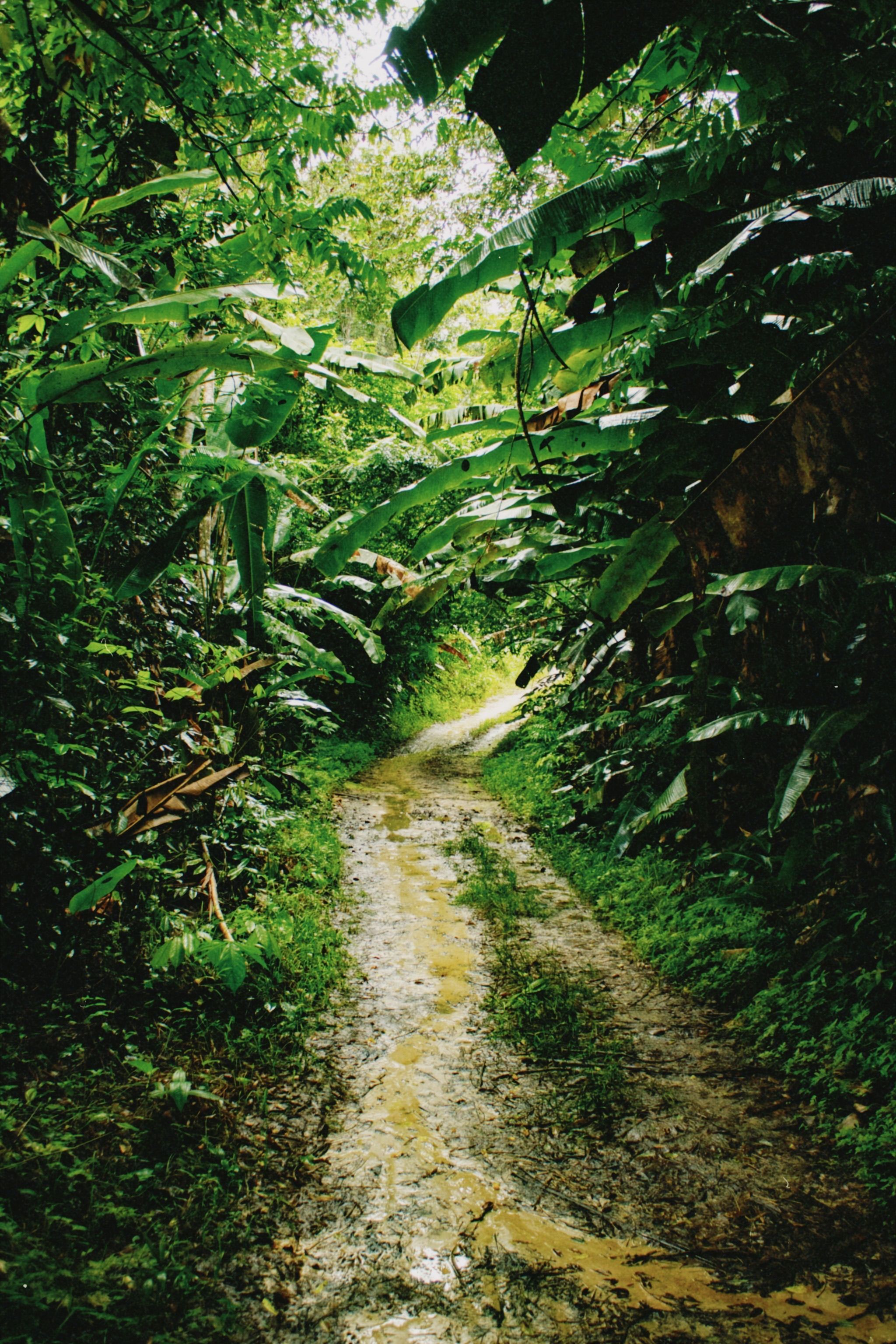 2048x3072 Footpath in Jungle · Free