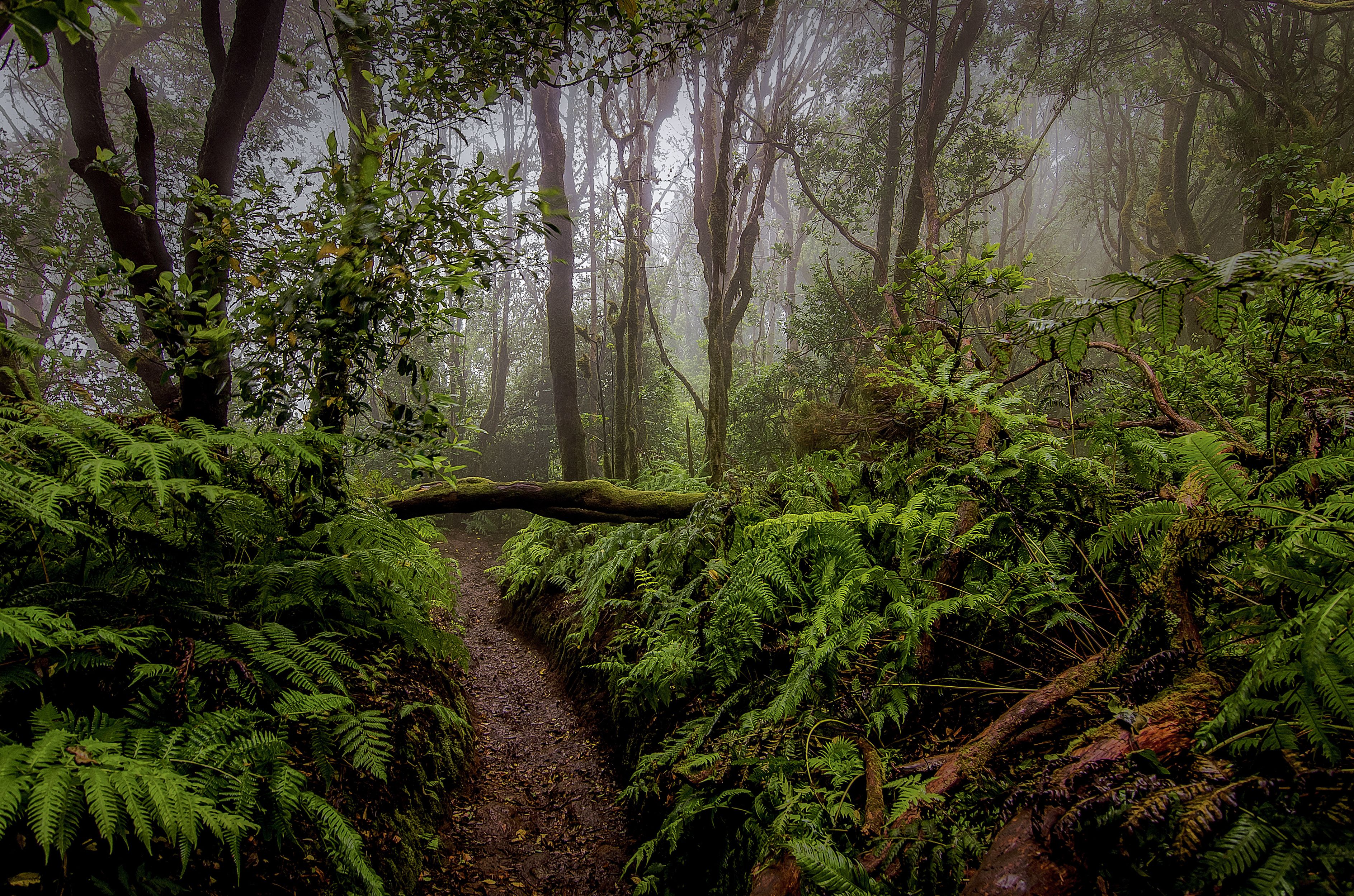 3775x2500 Enchanted Jungle Path HD Wallpaperx2500