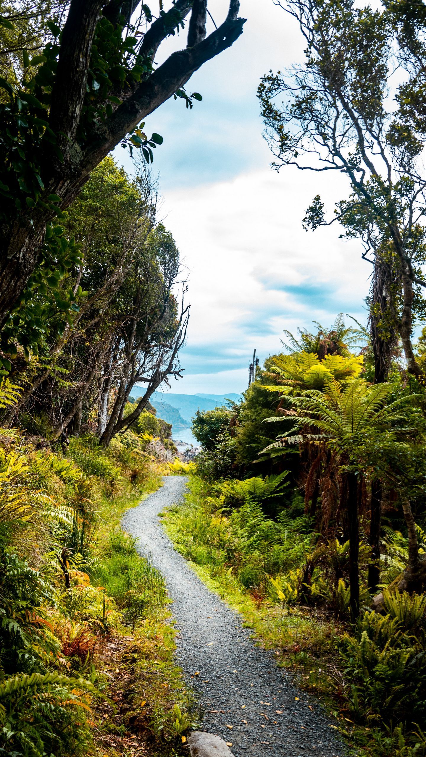 1440x2560 Download wallpaper 1440x2560 tropical, jungle, path, green qhd samsung galaxy s s edge, note, lg g4 HD background