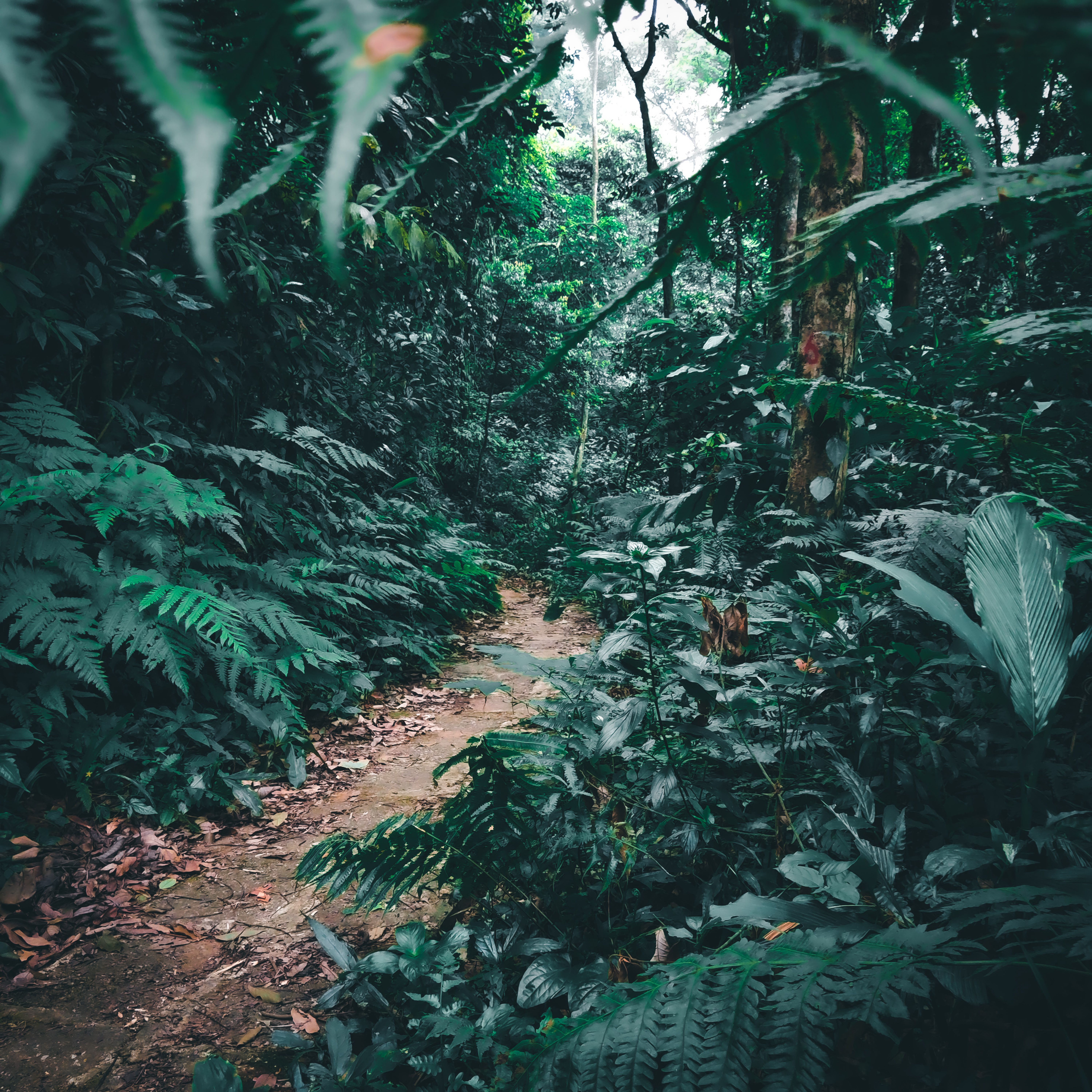 5999x6000 Jungle Path Photo, Download The BEST Free Jungle Path & HD Image