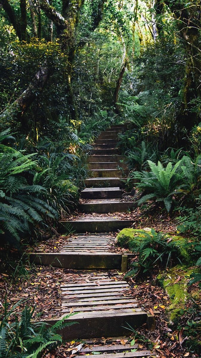 675x1200 Download free image of Forest mobile wallpaper, tropical jungle pathway phone background by Luke Stackpoole about iphone wallpaper, nature background, mobile wallpaper, nature wallpaper, and green wallpaper 3890490