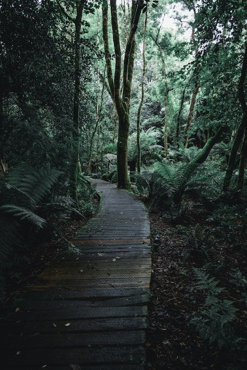 493x740 Jungle path Image