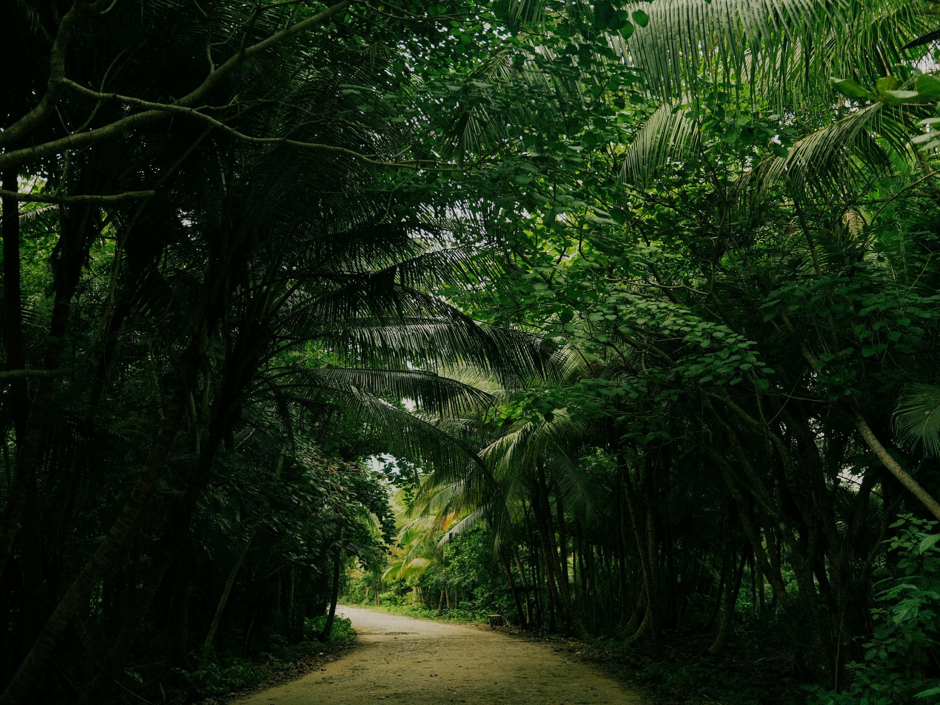 3000x2250 A lush green jungle path with dense foliage. photo