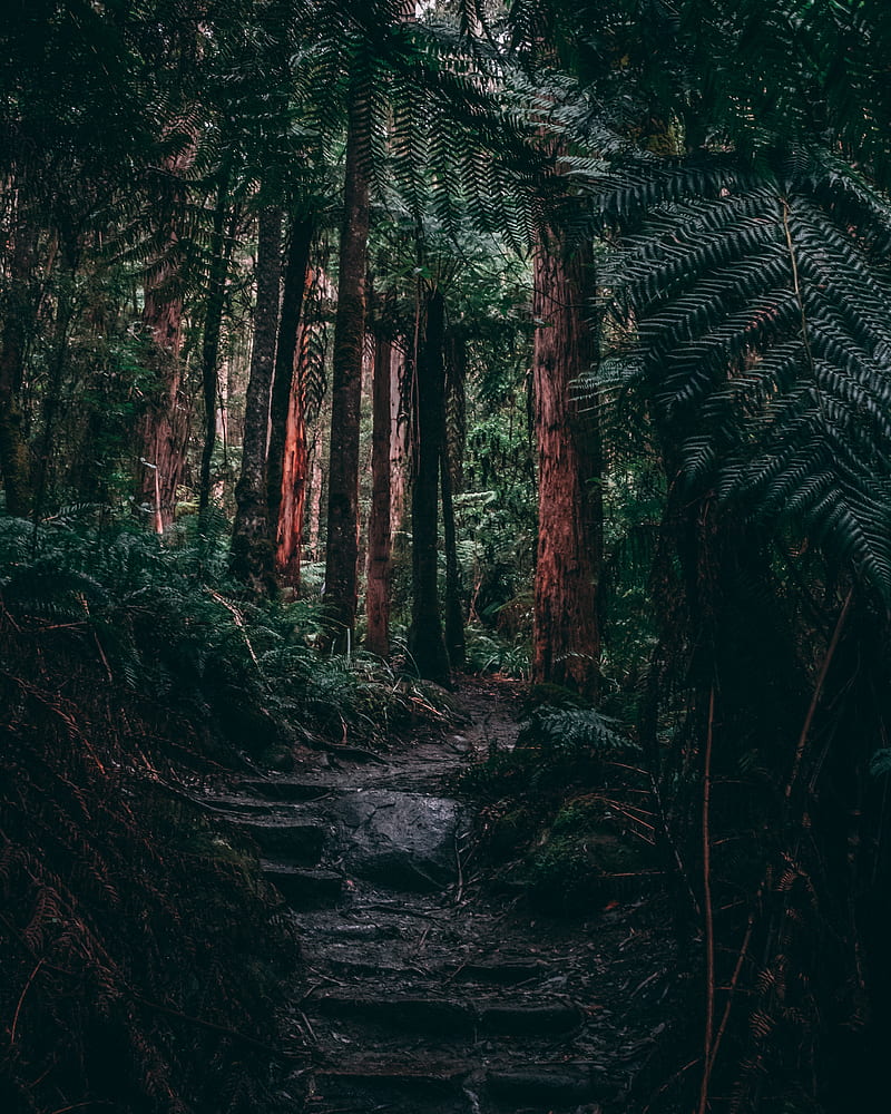 800x1000 Forest, jungle, path, trees, fern, tropics, HD phone wallpaper