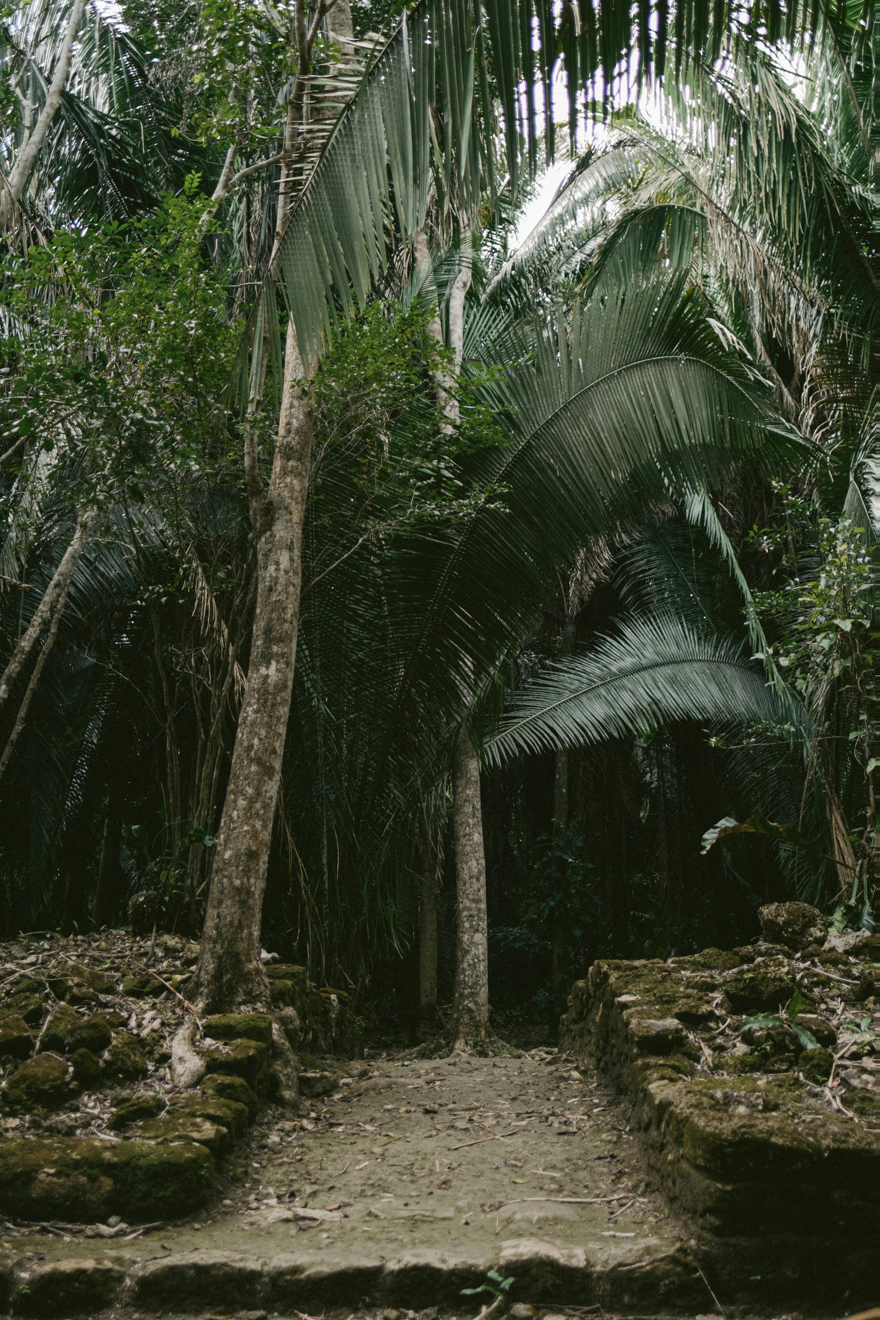 3000x4500 A path in the middle of a jungle photo