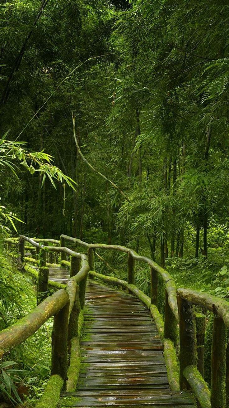 736x1308 Jungle Bridge, forest, green, leaves, nature, road, trees, HD phone wallpaper
