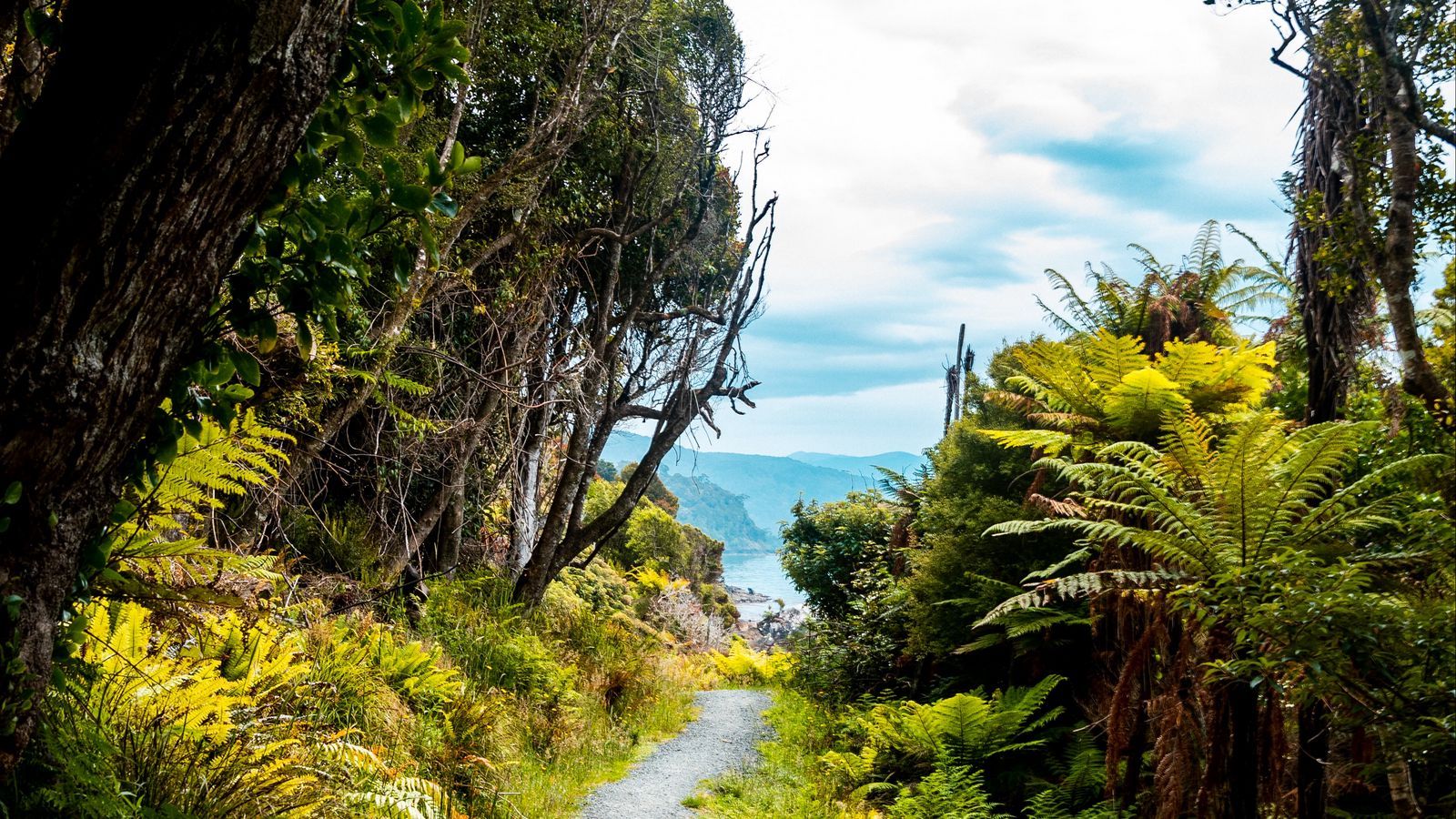 1600x900 Download wallpaper 1600x900 tropical, jungle, path, green widescreen 16:9 HD background