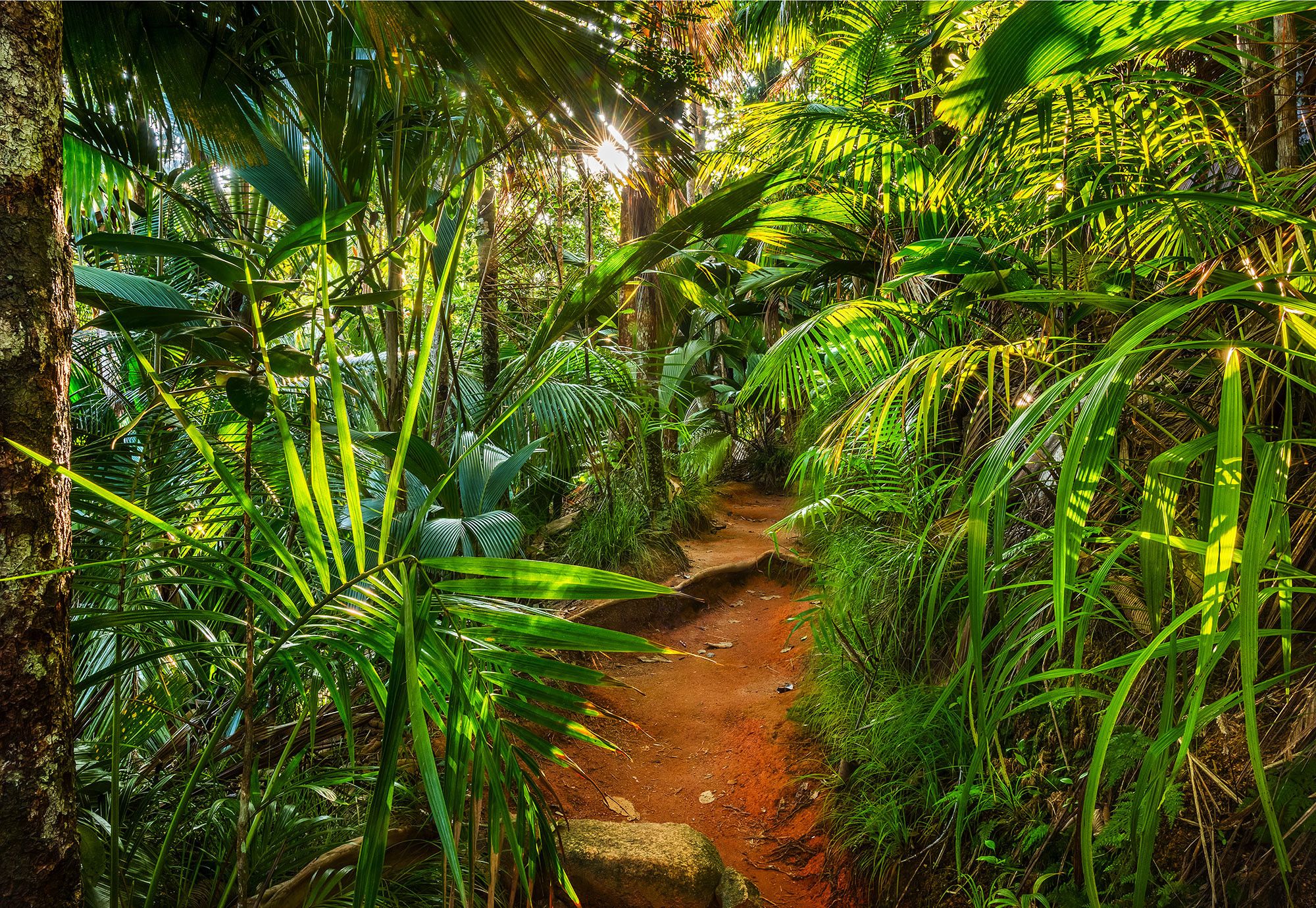 2000x1380 Paper Jungle Trail