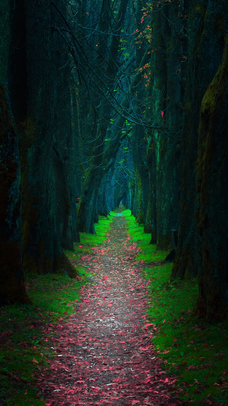800x1422 Path, fall, forest, jungle, nature, road, season, trees, HD phone wallpaper