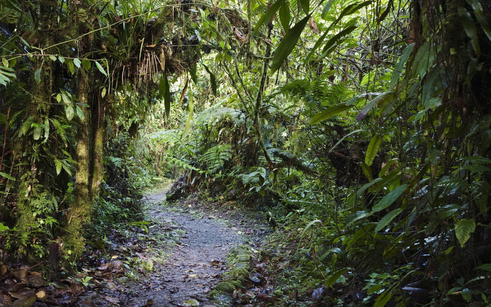 1920x1200 HD Wallpaper: Serene Jungle Path through Nature's Embracex1200