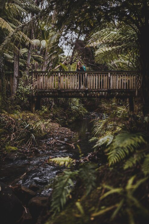 493x740 Jungle path Image