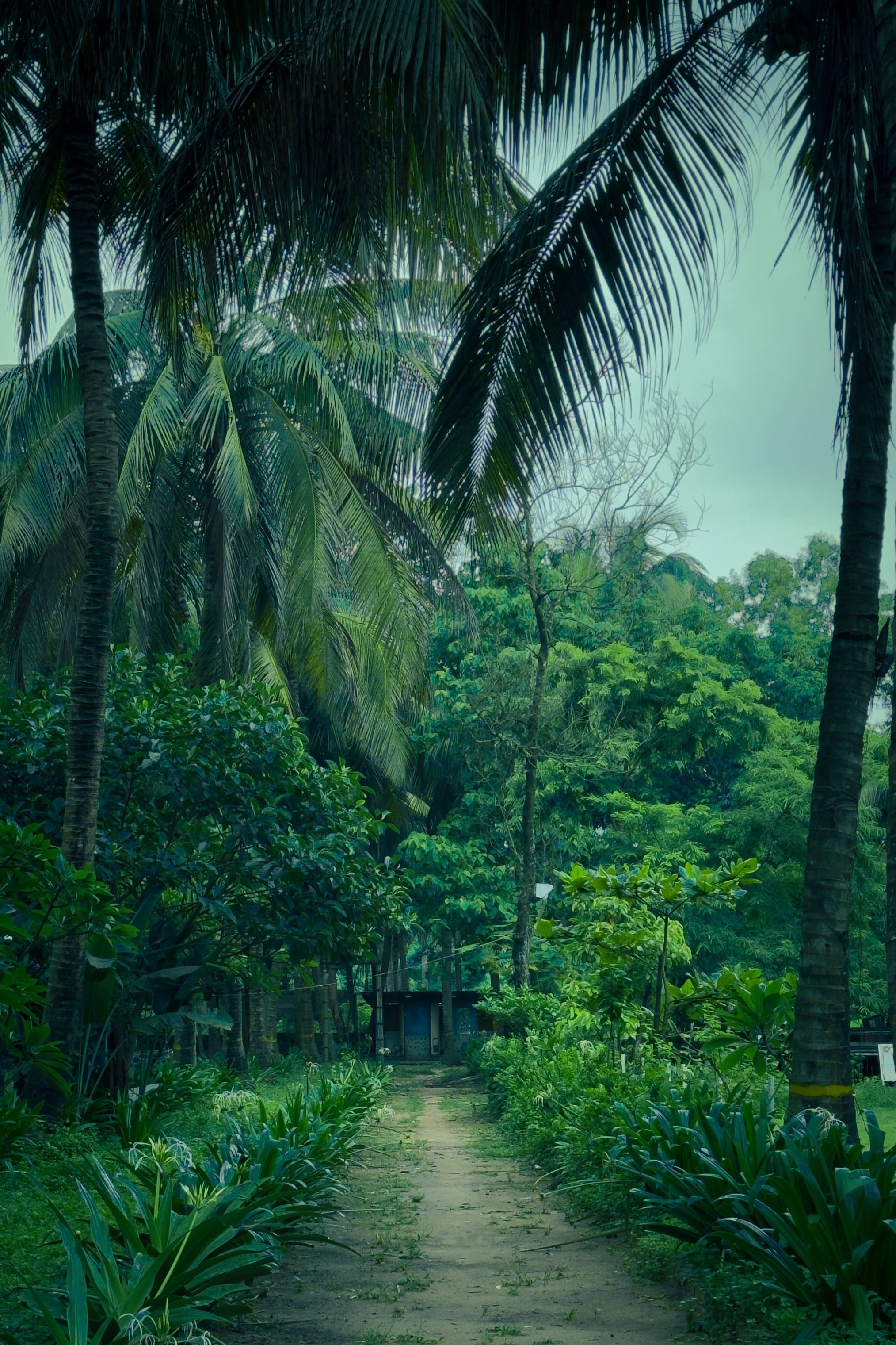 2027x3041 Path In Jungle Photo, Download The BEST Free Path In Jungle & HD Image