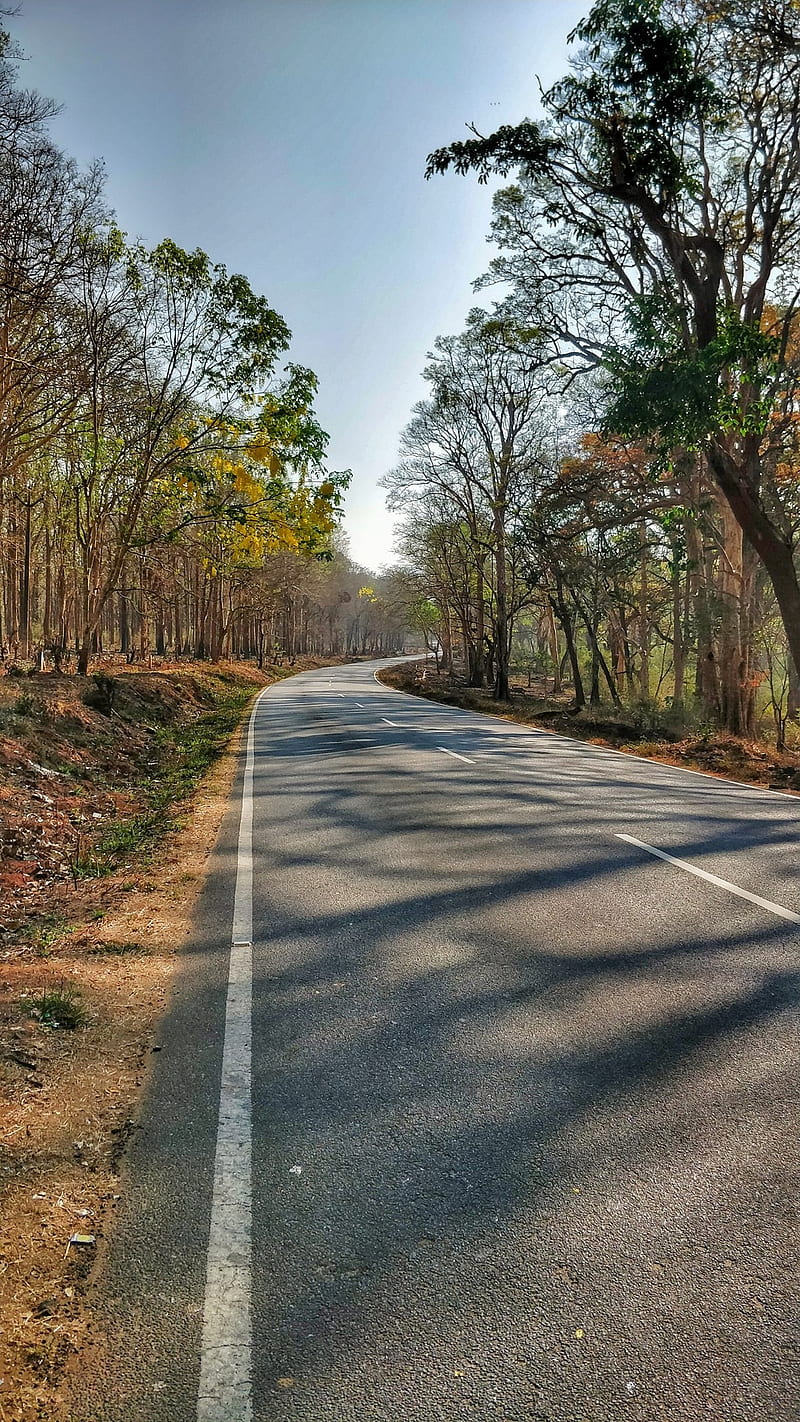 800x1422 Roads, green, jungle, nature, path, road, skies, sky, travel, trees, HD phone wallpaper
