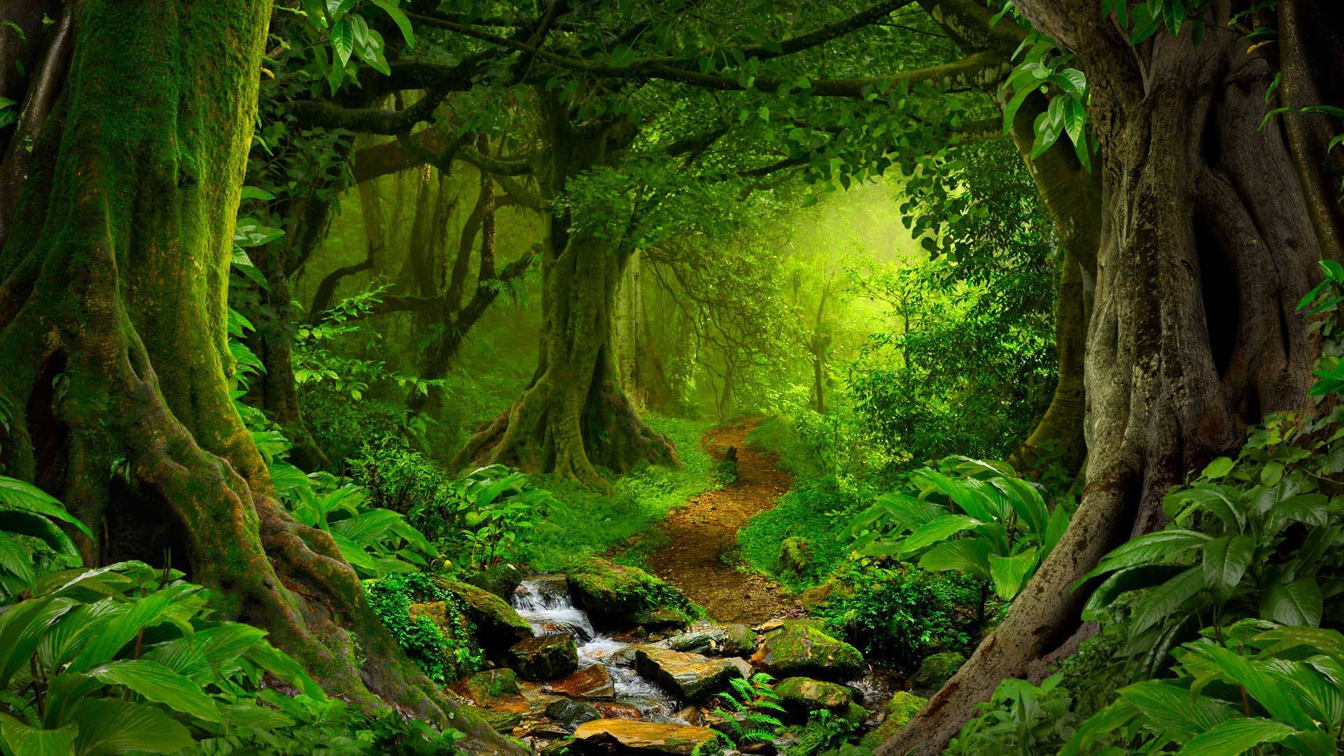 1920x1080 Download Rainforest Path Wallpaper