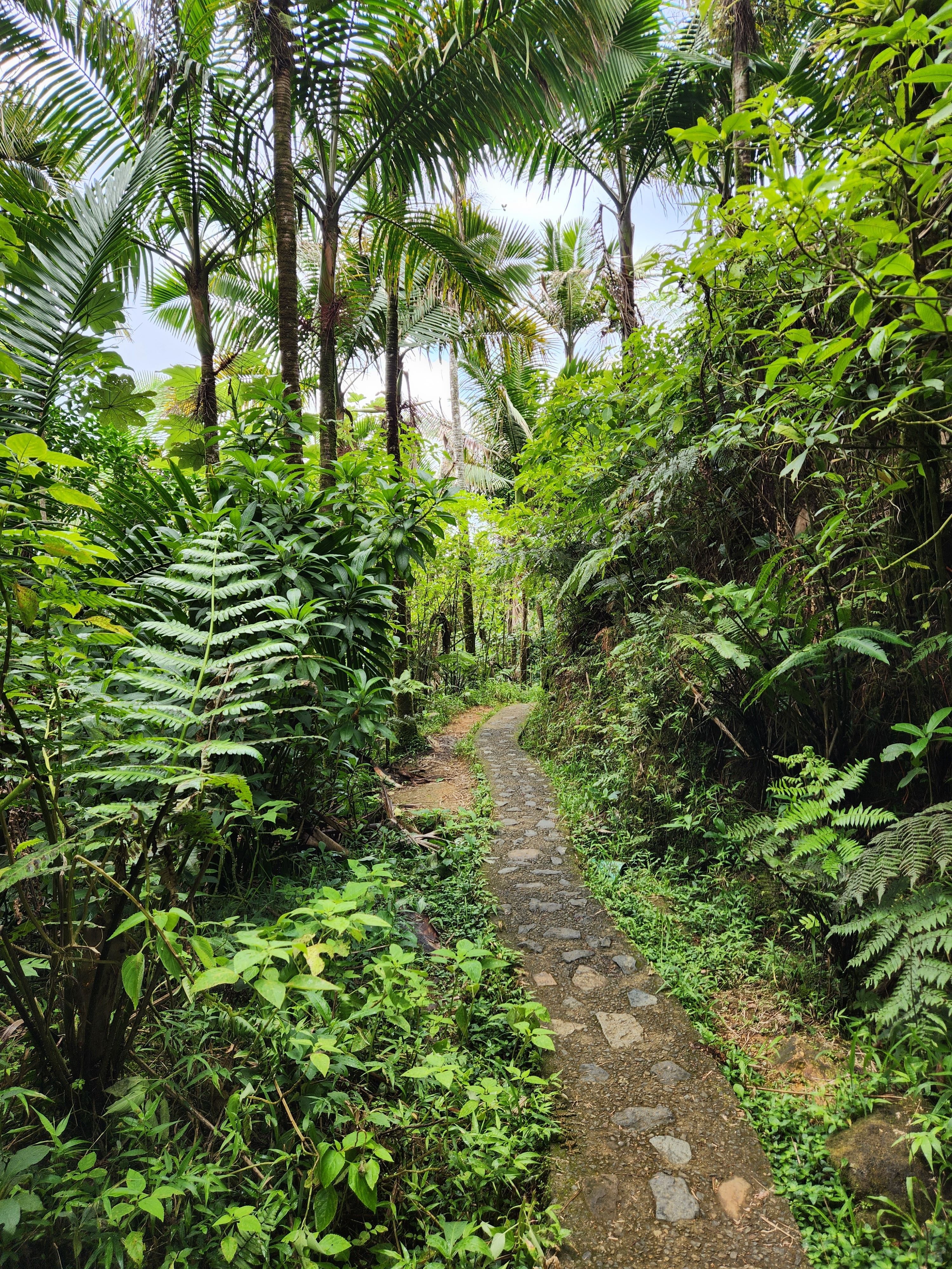 3000x4000 Hiking in El Yunque National Rainforest, Puerto Rico · Free