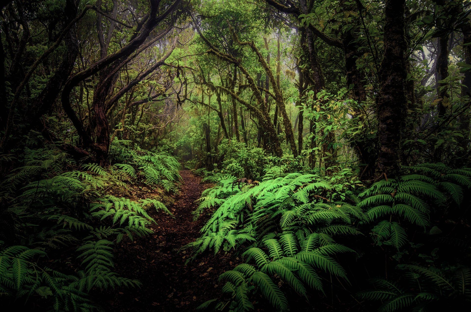 1920x1272 Lush Jungle Pathway: 4K Ultra HD Forest & Fern Wonderlandx3264
