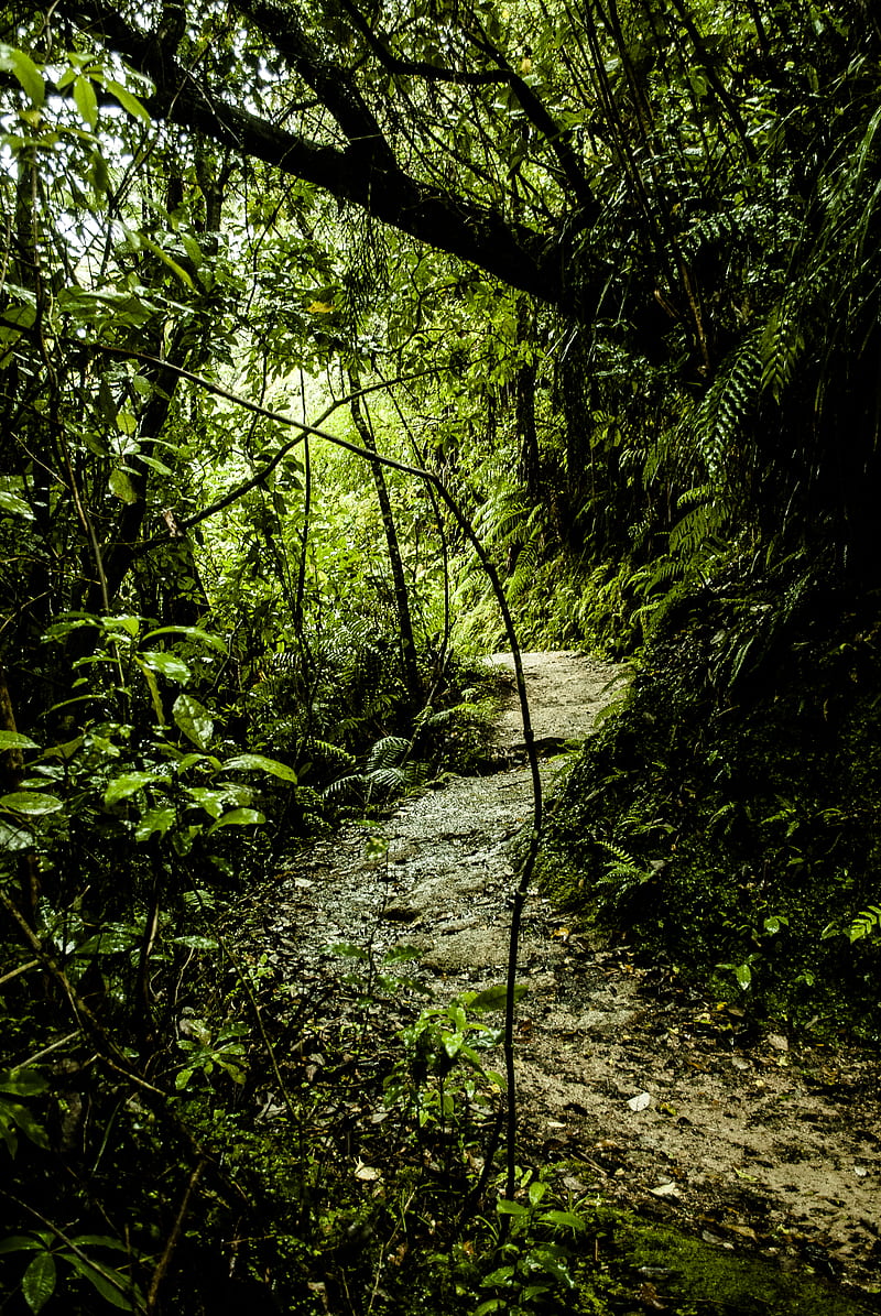 800x1195 Path, grass, jungle, HD phone wallpaper