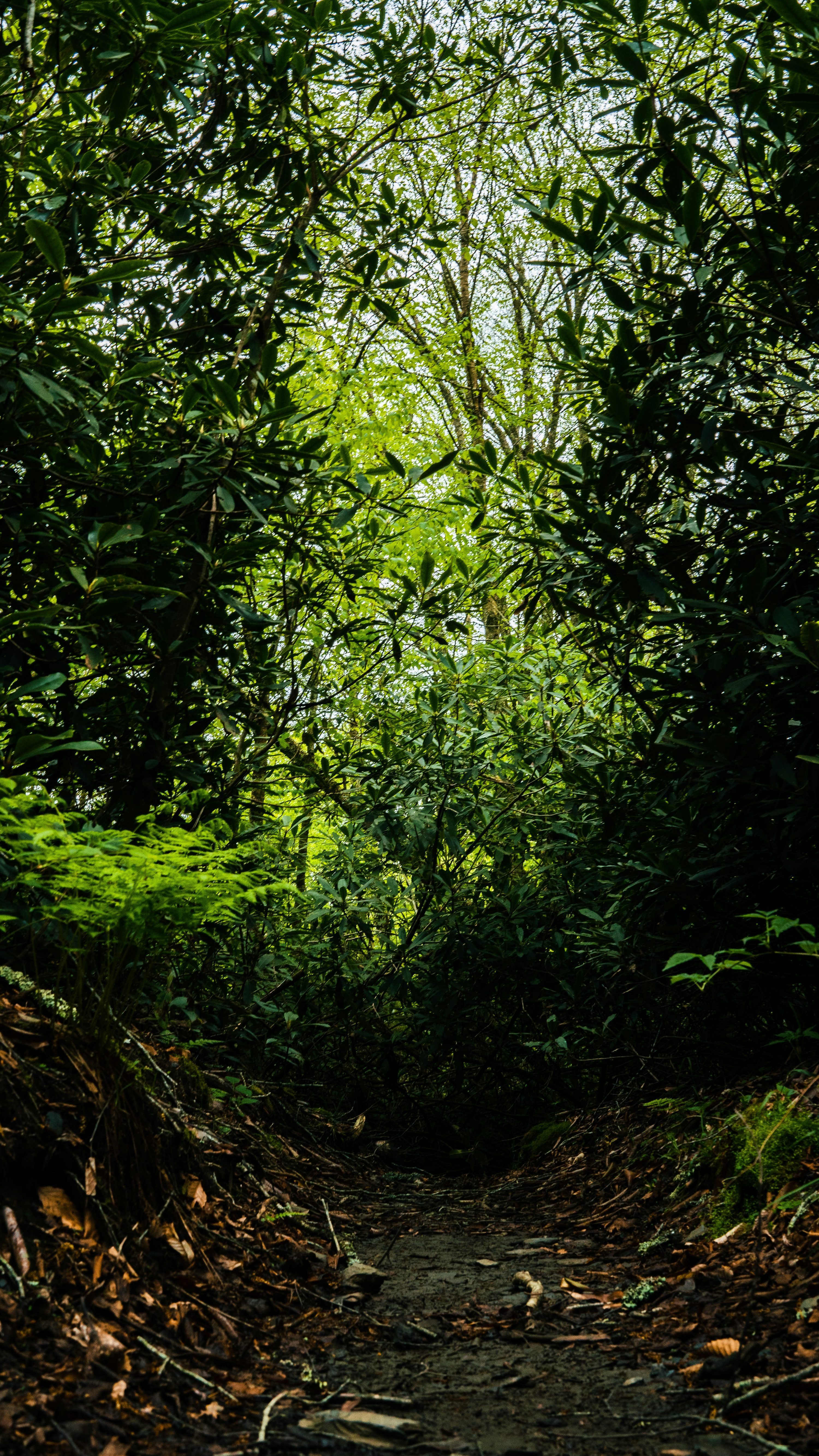3000x5332 A dirt path in the middle of a forest photo