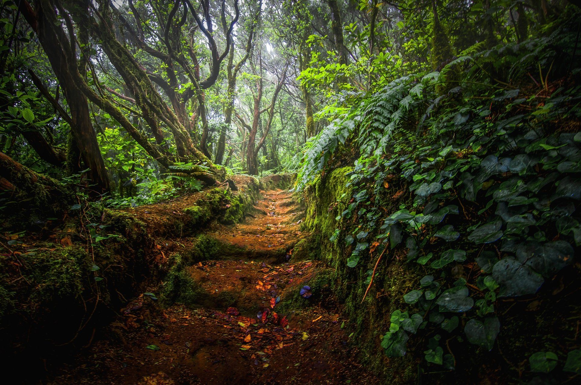 1920x1272 Enchanted Jungle Path: A Lush Forest Walk in HDx1908