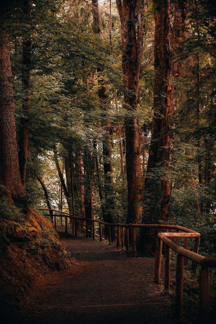 736x1104 A small road at a middle of a forest