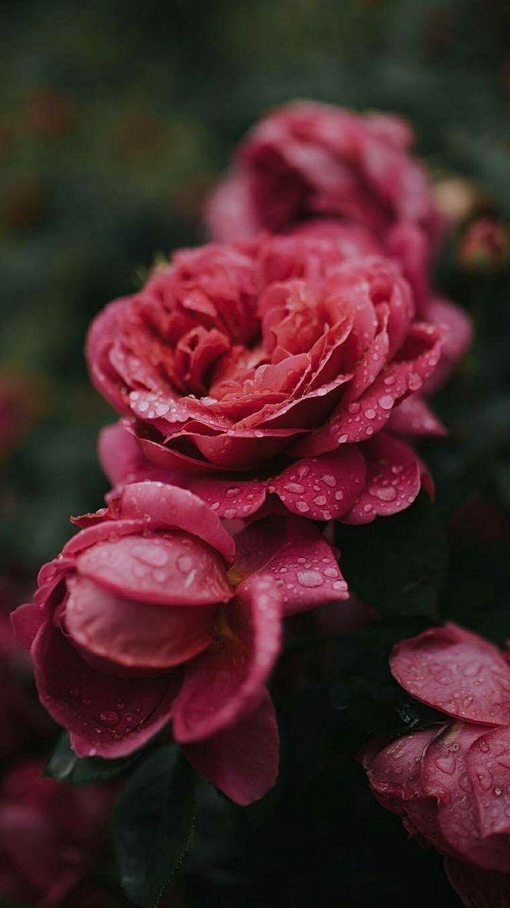 736x1308 Dream Garden