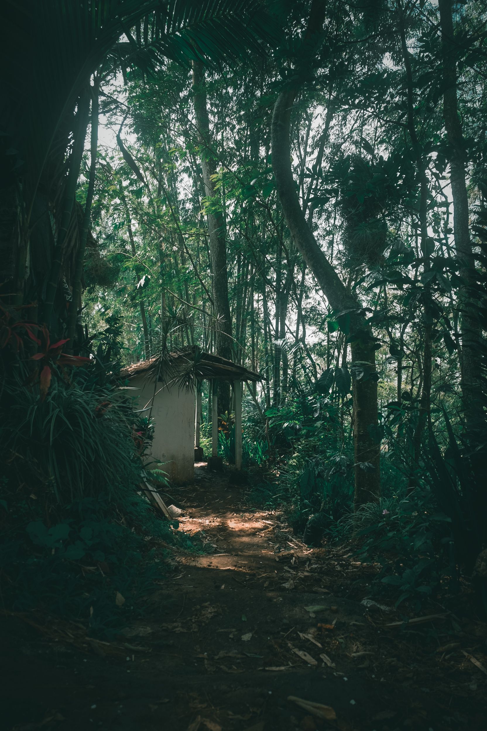 1664x2496 Misty Jungle Path with Abandoned Hut in Java · Free