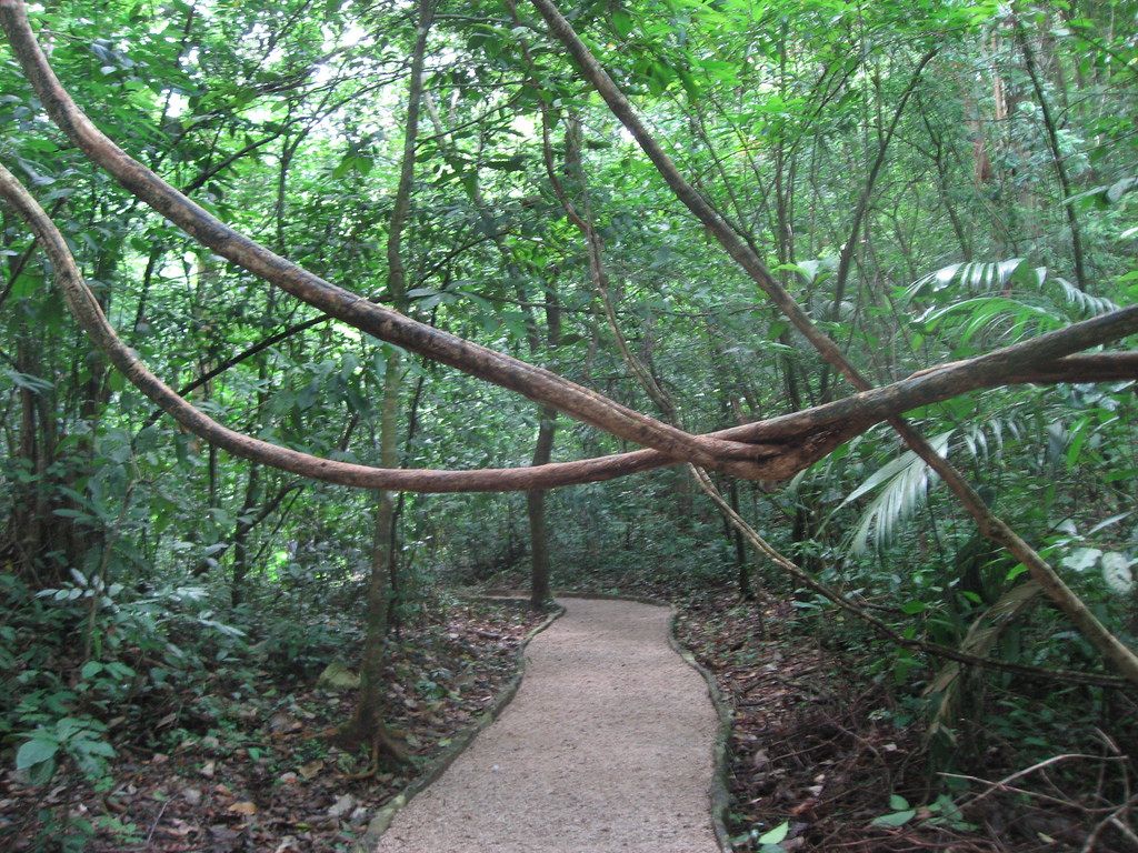 1024x768 Jungle Path. The rainforest floor is a dark place. Photoyn