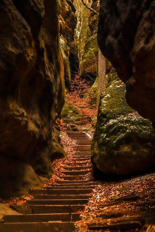 493x740 Golden jungle path Image