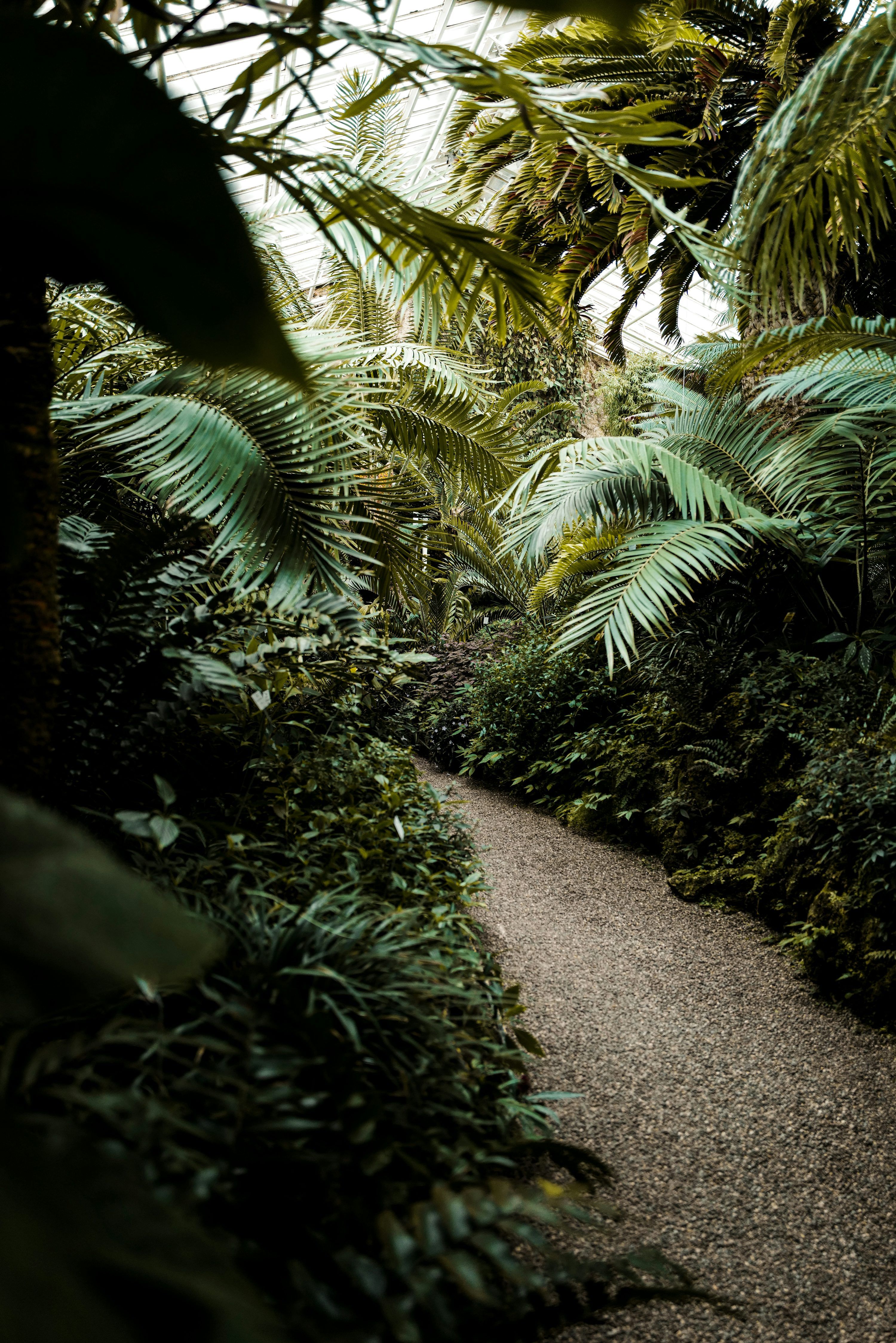 3000x4496 A path through a tropical forest photo
