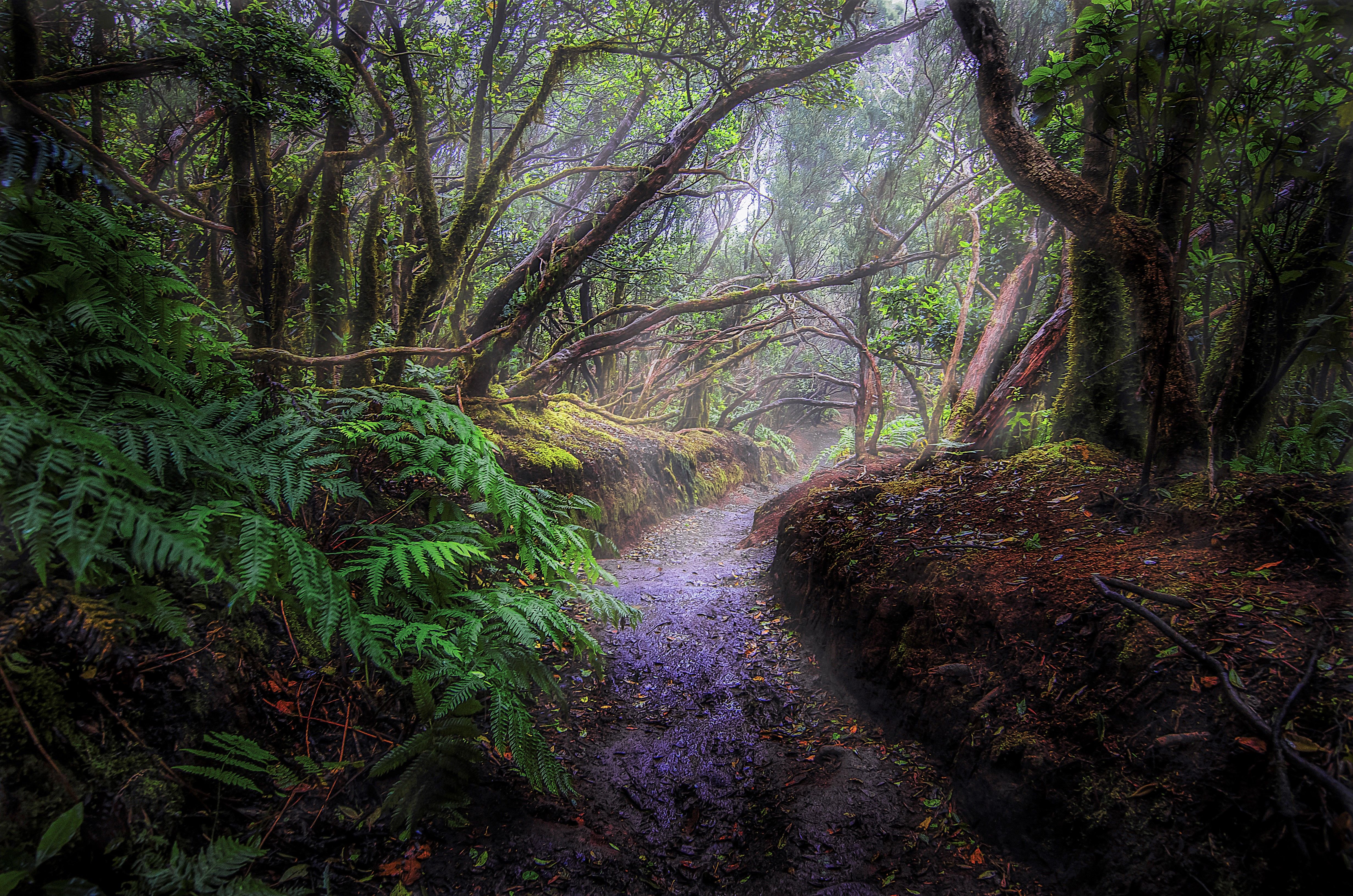 4928x3264 Phone wallpaper: Rainforest, Jungle, Forest, Man Made, Bridge, Bridges 314712