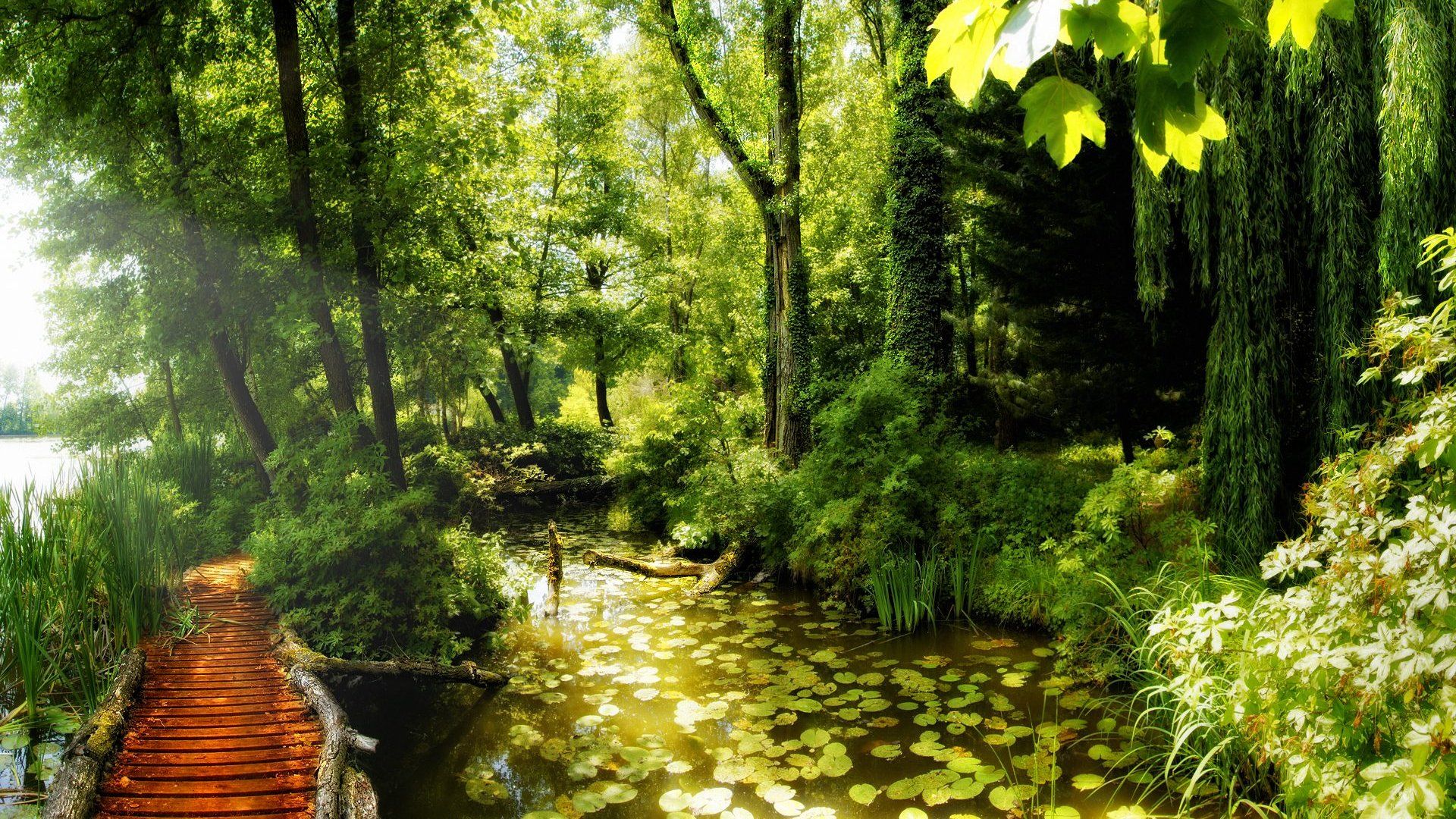 1920x1080 Path In The Forest