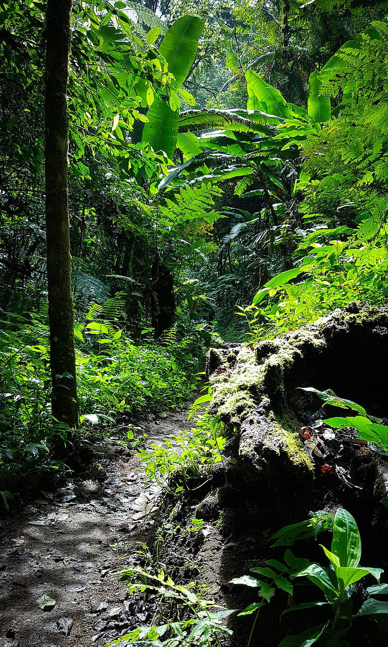 800x1333 Natural path, calm, green, happy, jungle, love, nature, tree, HD phone wallpaper