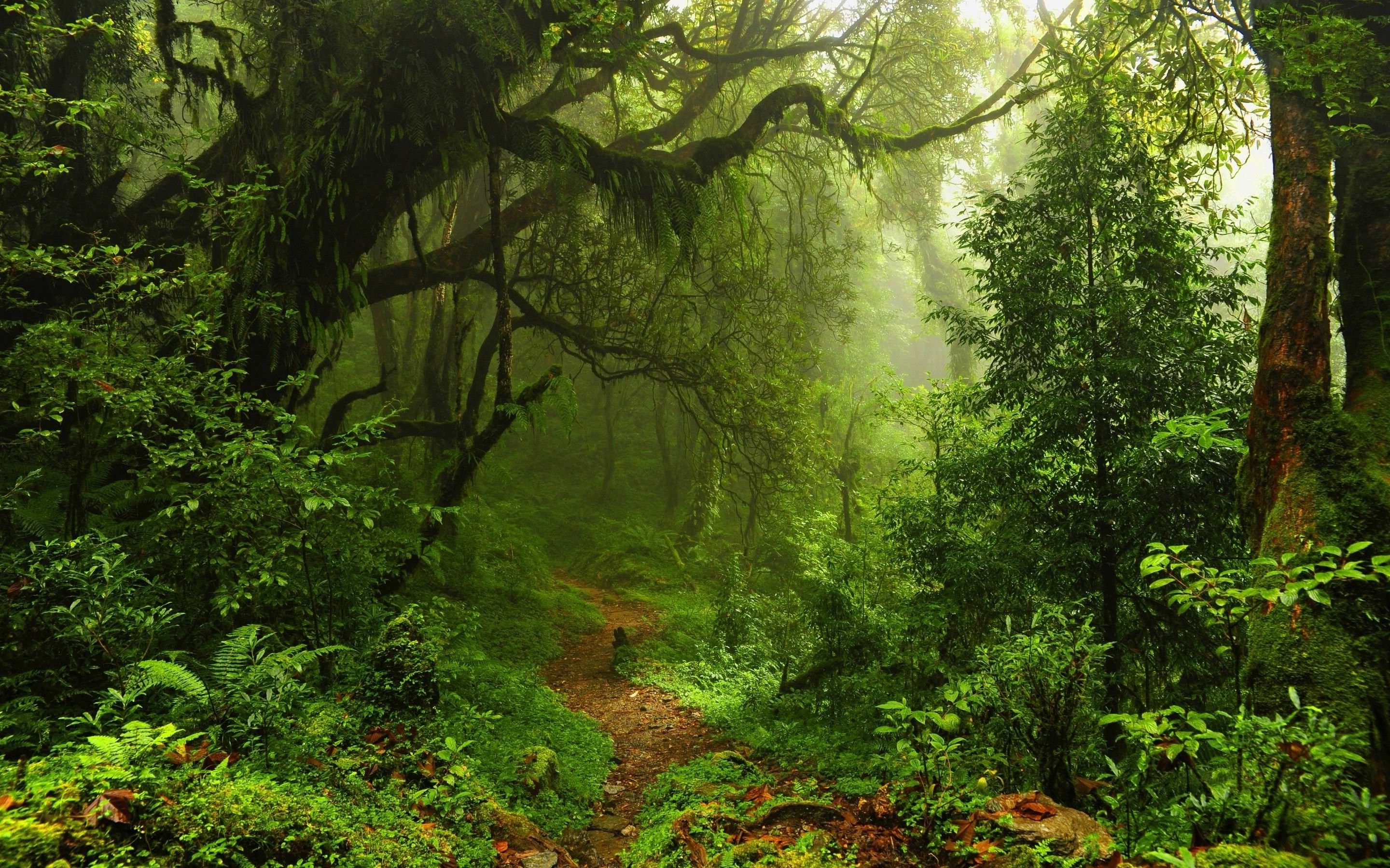 2880x1800 nature, Trees, Forest, Leaves, Lianas, Mist, Moss, Path, Plants, Ferns, Rainforest, Jungles Wallpaper HD / Desktop and Mobile Background