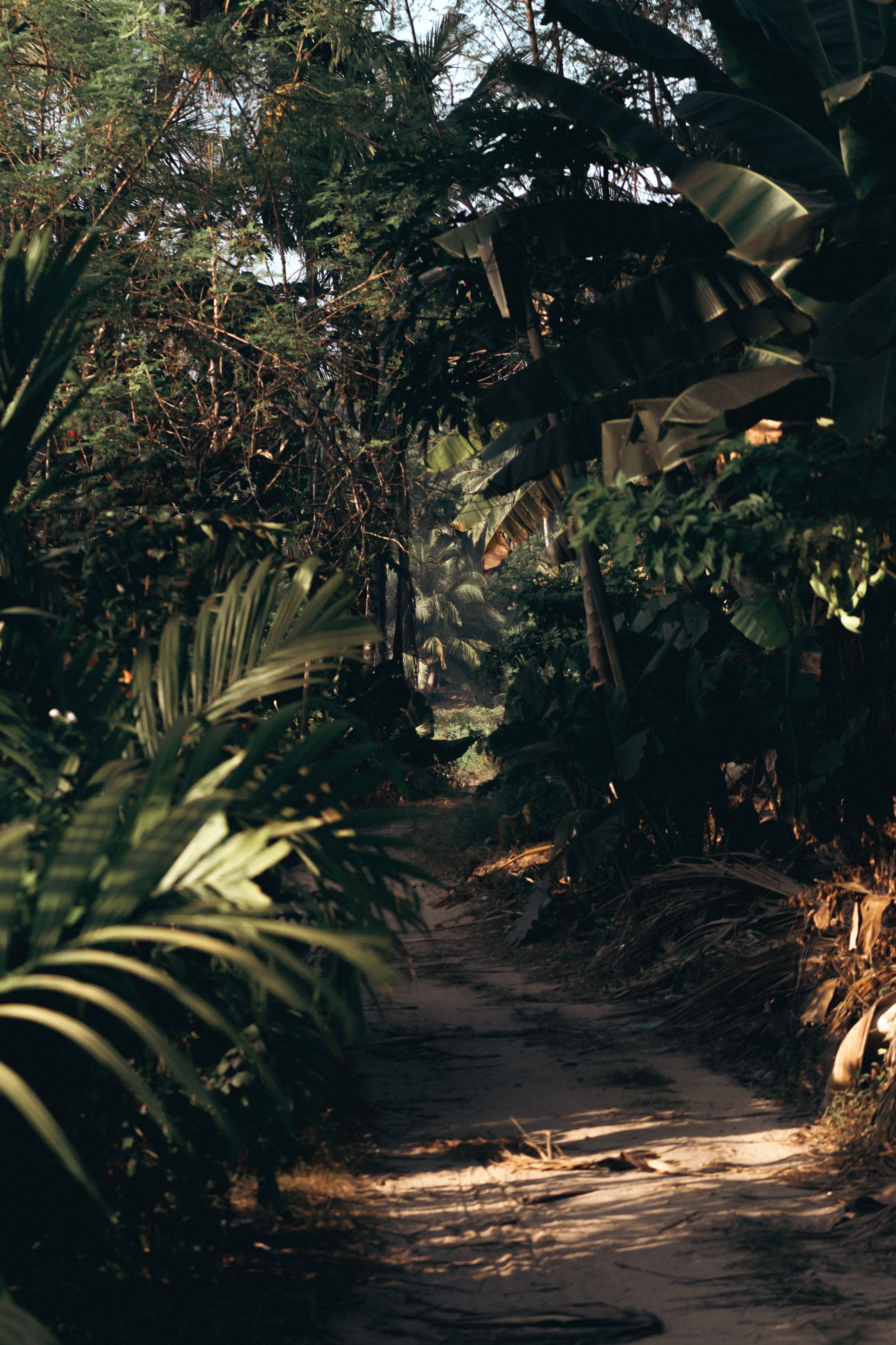 4000x6000 Path In Jungle Photo, Download The BEST Free Path In Jungle & HD Image
