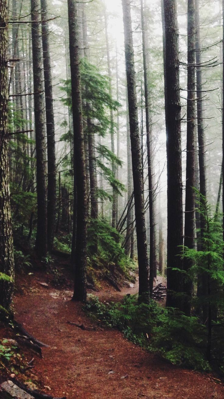 736x1308 Readers & Books Ricoussempra Lockscreen Screenshot. Runaway wallpaper, Jungle path wallpaper aesthetic, Path in the woods wallpaper